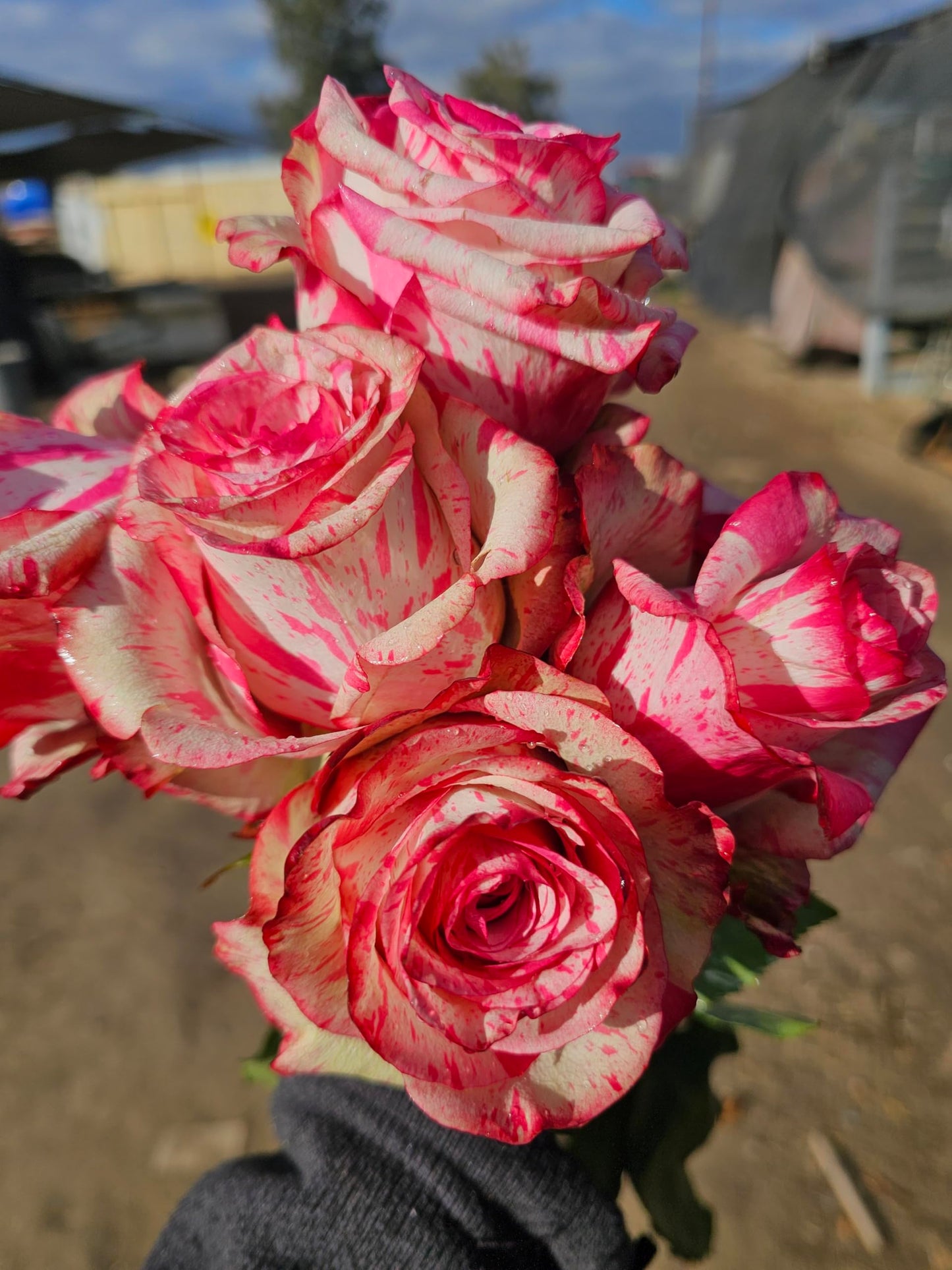 Ma Cherie Roses, Magic Times Rose Bush, Rose Bushes Ready to Plant, 2 Quart Pot, Live Plants Outdoor, Plant Gifts, Roses, Rare Plants