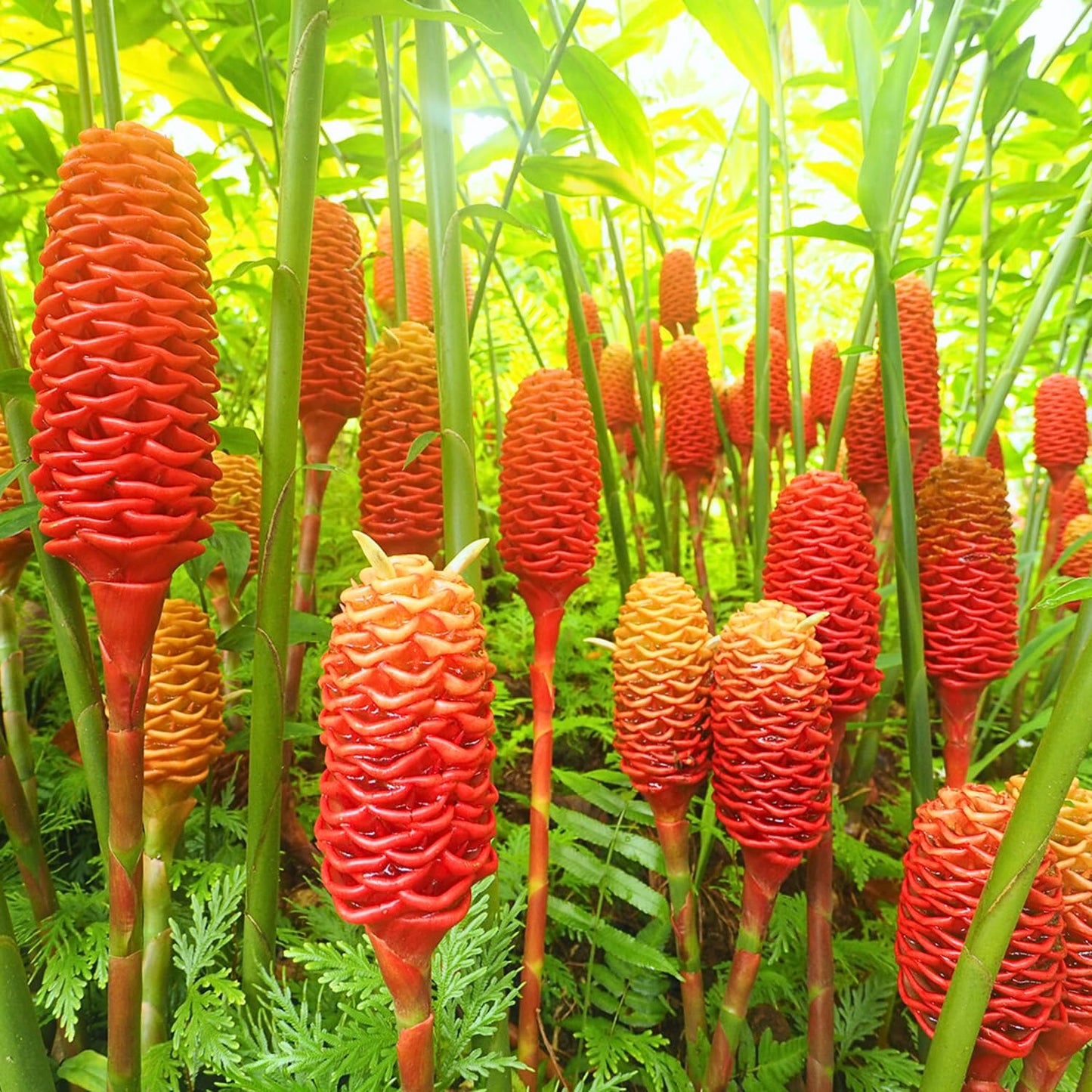 4 Awapuhi Shampoo Ginger Roots, Zingiber Zerumbet Fresh Ginger Rhizomes, Hawaiian Ginger Lily Flower Perennial Garden Simple to Grow