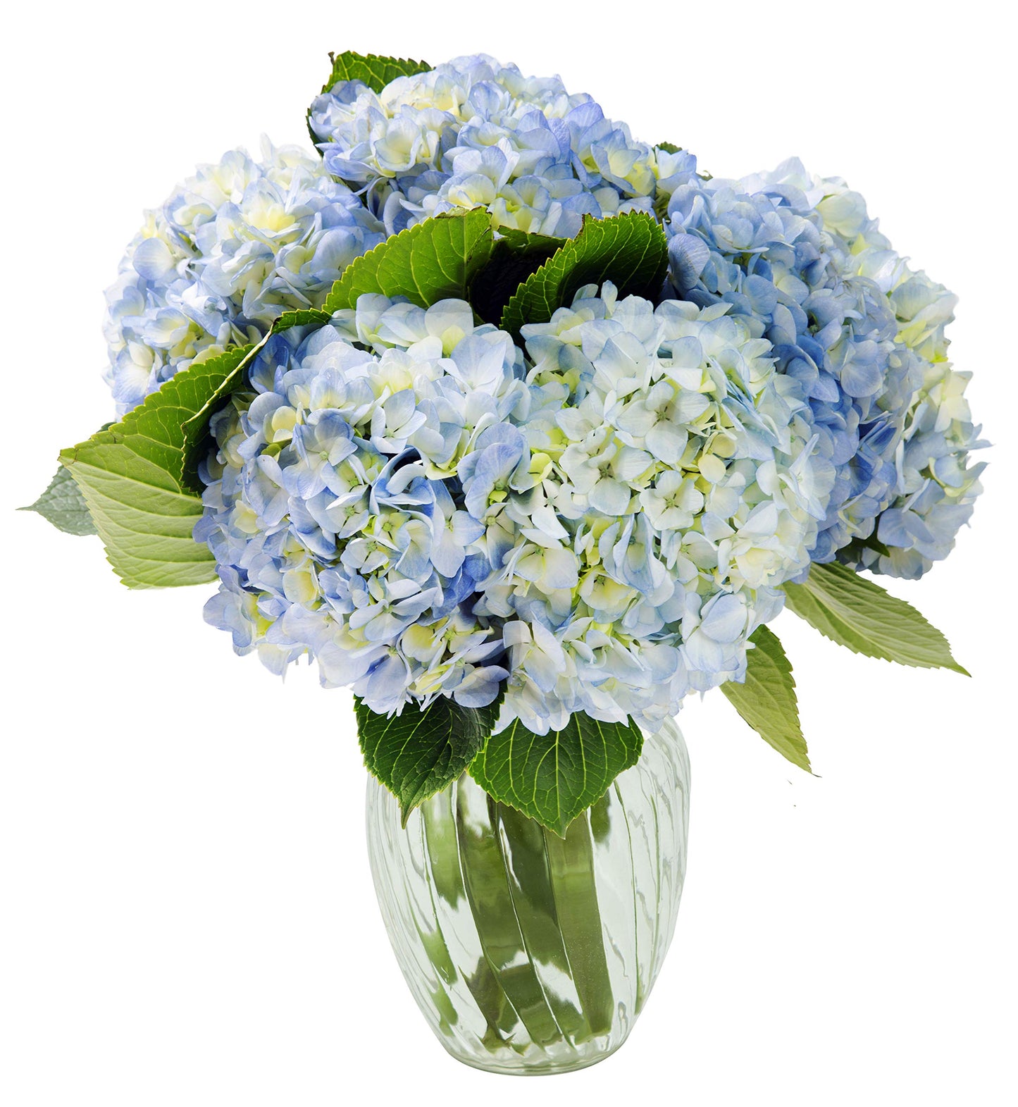 KaBloom - Beauty Bouquet of 6 Blue Hydrangeas with Vase - Fresh Flowers for Birthday, Valentine's & Mother's Day