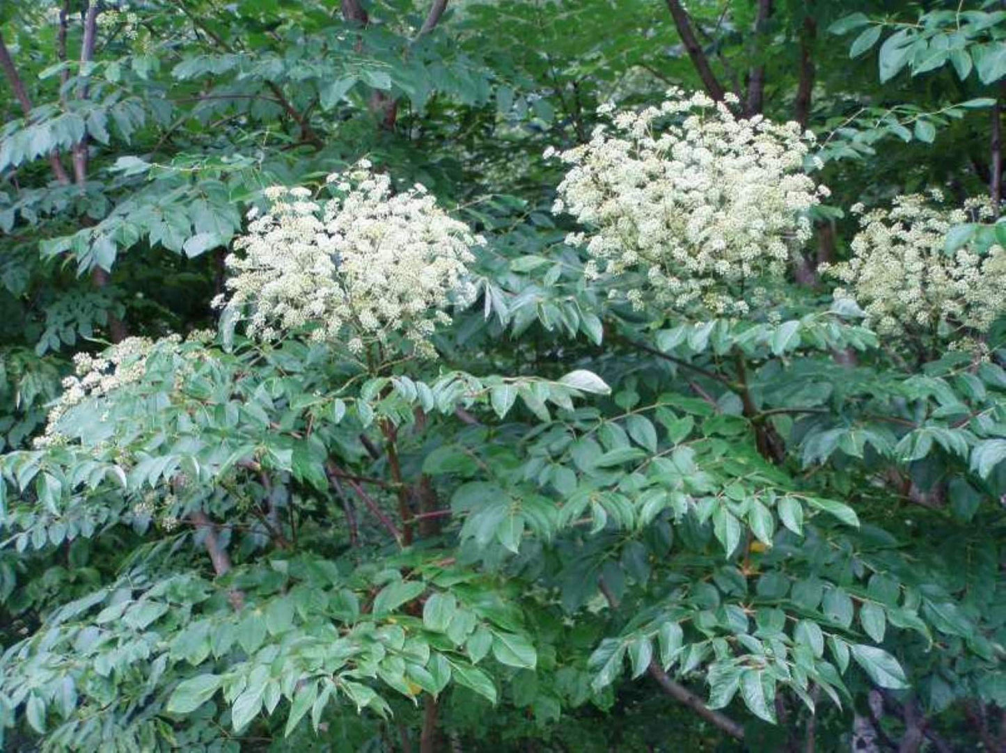 4-6" Tall Aralia spinosa Rare Exotic Hardy Small Starter Tree - 1 Plant Devil's WALKINGSTICK