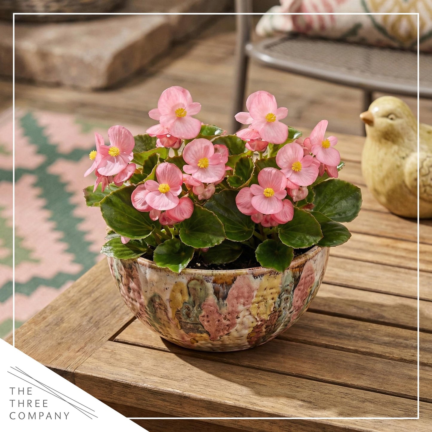 Live Begonia - Green Leaf Ambassador Pink (4 Per Pack), Beautiful Shade Annual, Ships 8" Tall by 4" Wide in 1 Pt Pot