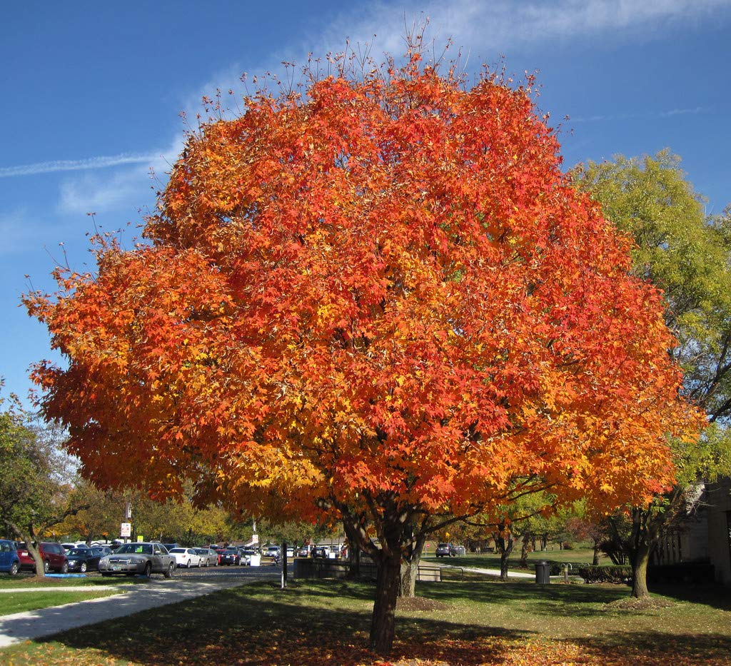 Sugar Maple Shade Tree - Orange and Yellow Fall Color- Live Plant Shipped 2 to 3 Feet Tall by DAS Farms