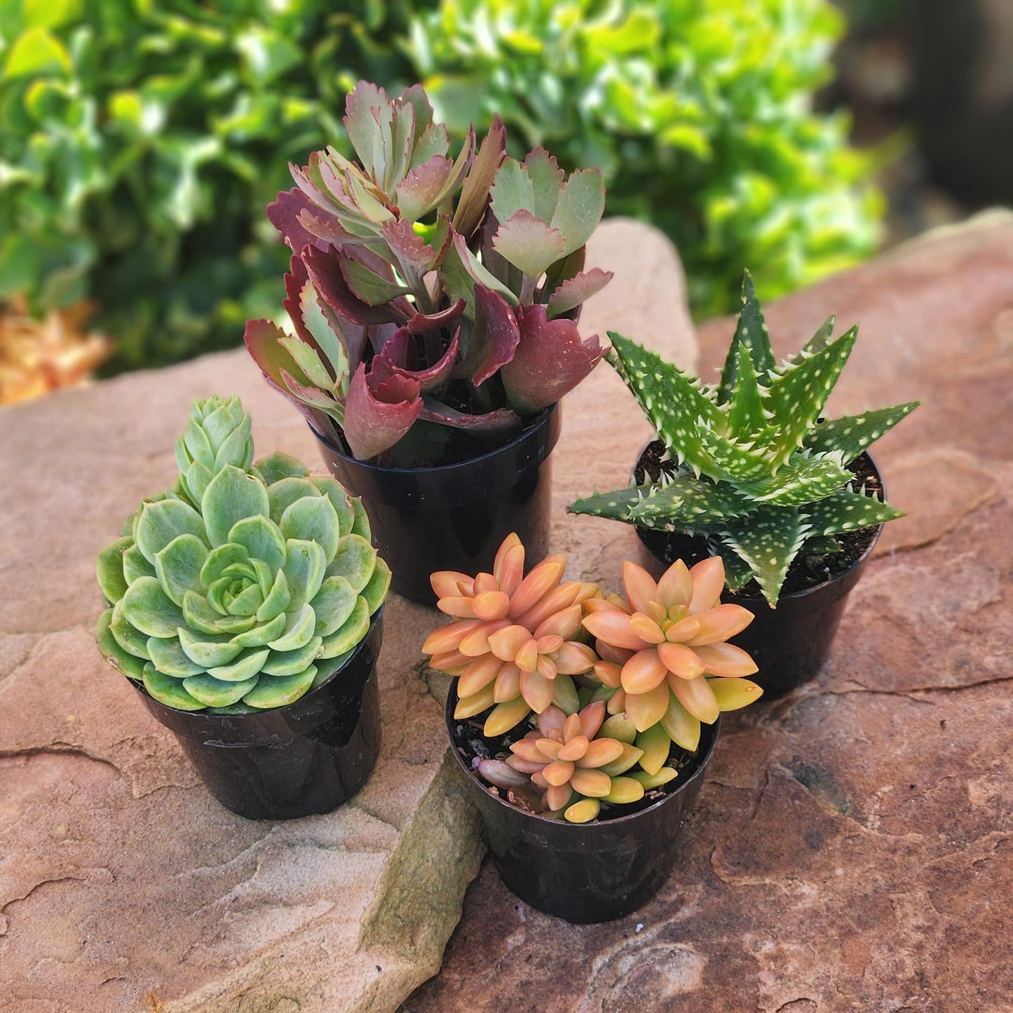 Altman Plants, Live Succulents Plants Live Houseplants (4PK), Succulent Plant Lover Gifts, Live Indoor Plants in Potting Soil, Live Plants Indoor Cactus Plants Live Succulent Plants Live House Plants