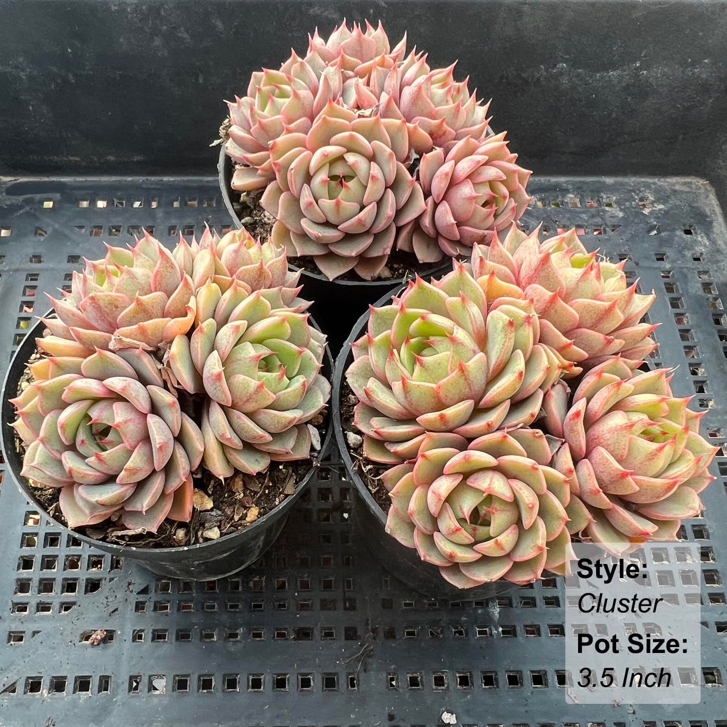 Echeveria Ben Badis Rare Live Succulent Plants, Orange 3-4 Heads 3.5" Live Plant, Package Without Pot & Soil, Garden Indoor Office Desk, Wedding Party Baby Shower Decoration, Friend Plant Lovers Gifts
