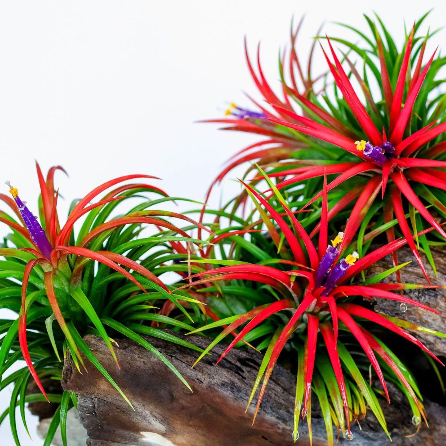 Air Plants Live, 10 Red Tillandsia Air Plants Live Houseplants for Growing Indoors Outdoors, 2 to 3 Inches Tall
