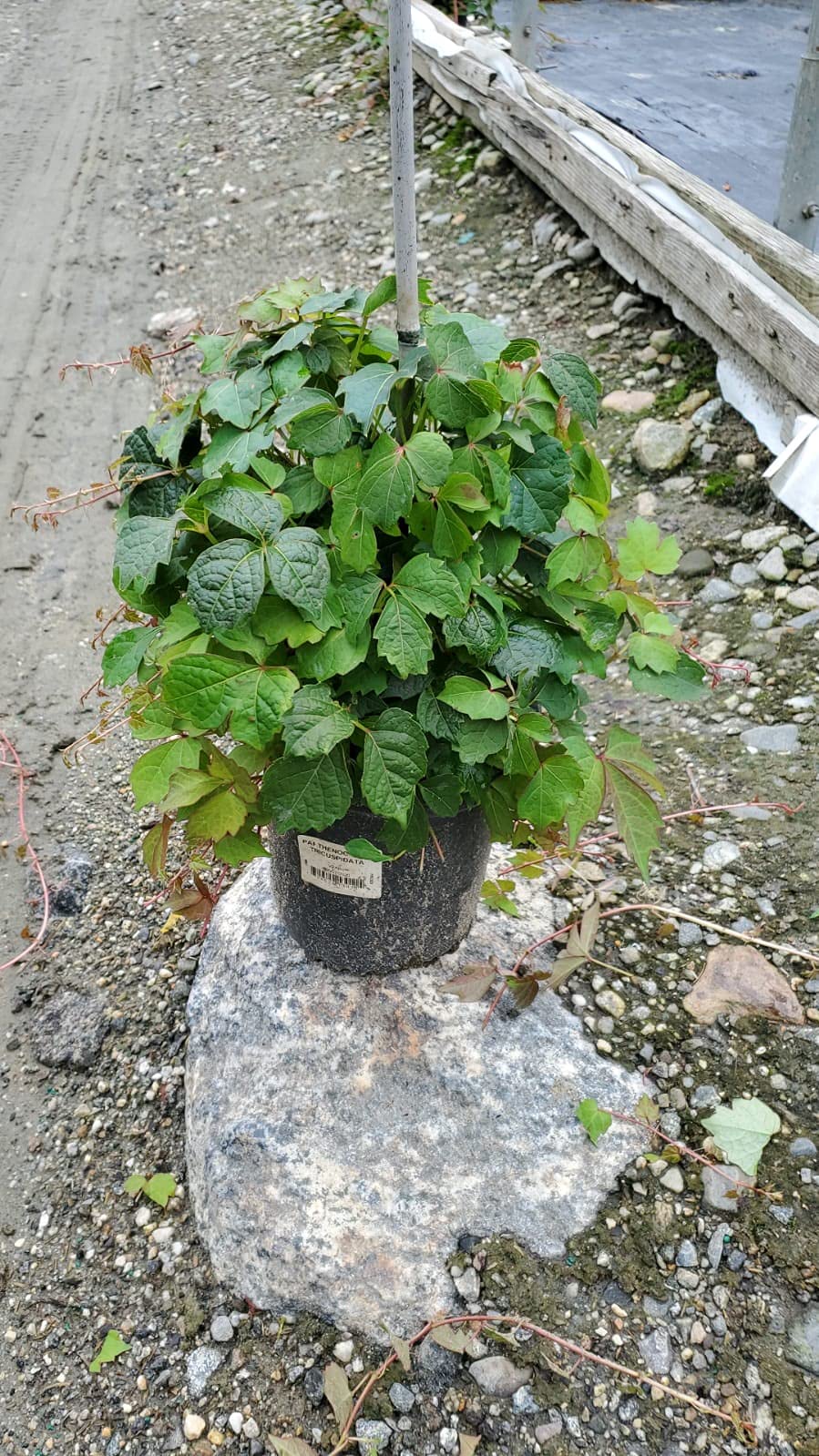 Parthenocissus Tricuspidata (Boston Ivy) Shrub, #3 - Size Container