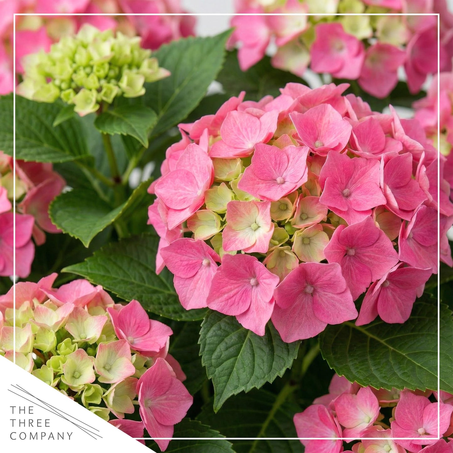 Live Flowering Hydrangea - Shades of Pink, 3+ Beautiful Blooms, 1.5 Qt Pot with Deco Cover, 12" Tall by 8" Wide