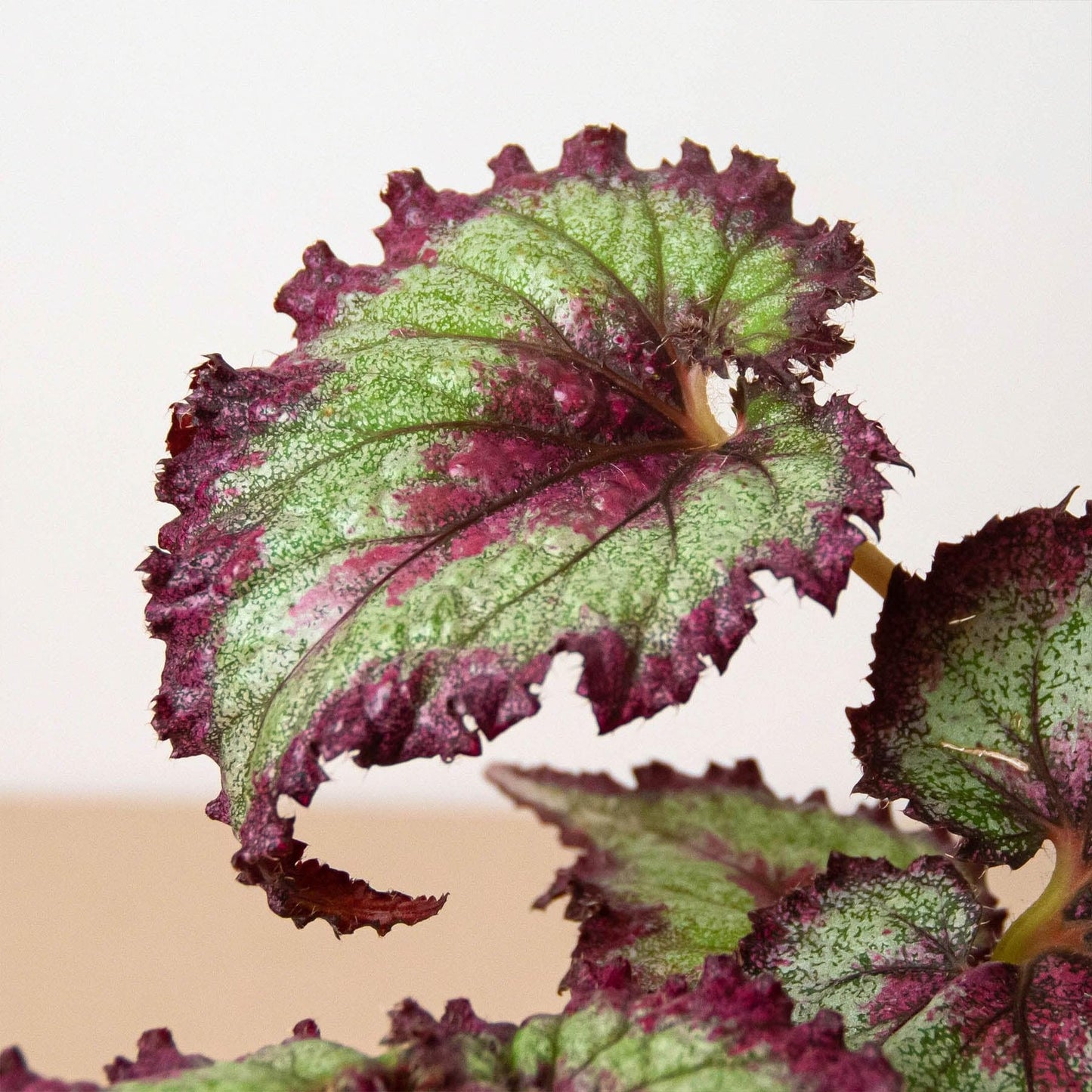 Begonia 'Rex', 4 Pack | Live Plant for Indoor & Outdoor | for Living Room, Office, Bathroom | (4" Pot)
