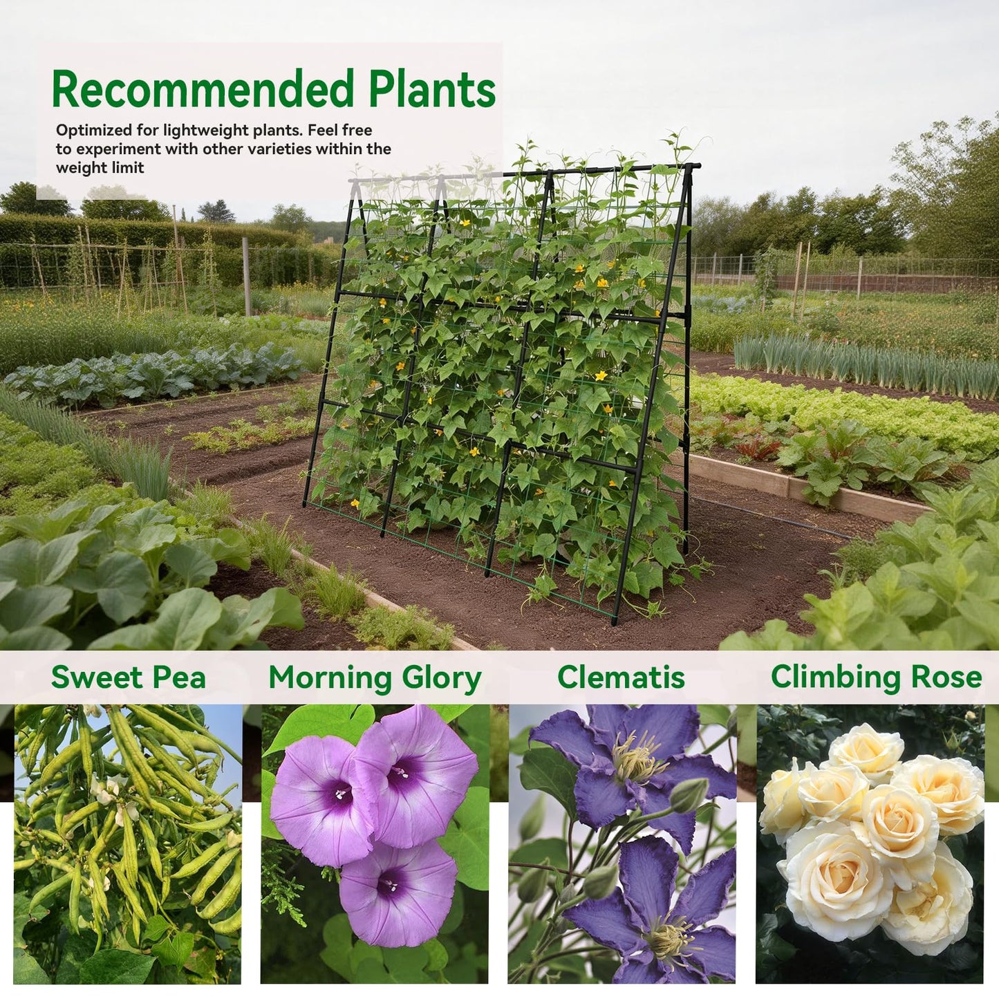 Trellume Cucumber Trellis - 49.4"*49.4" Metal Garden Trellis for Climbing Plants, Garden Trellis with Plastic-Coated Steel Pipe, A Frame Trellis for Cucumbers, Peas, Morning Glories(Black)
