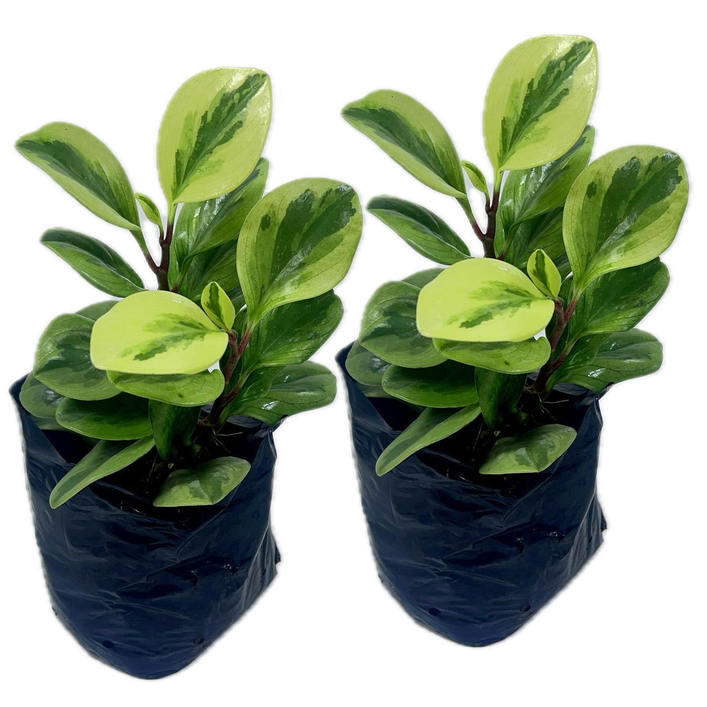 LEAL PLANTS ECUADOR Peperomia Obtusifolia (Pack of 2) Live Indoor Plant, Low Maintenance Compact Houseplant, Natural Air Purifier, Perfect for Home Decor, Unique Gift for Plant Lovers