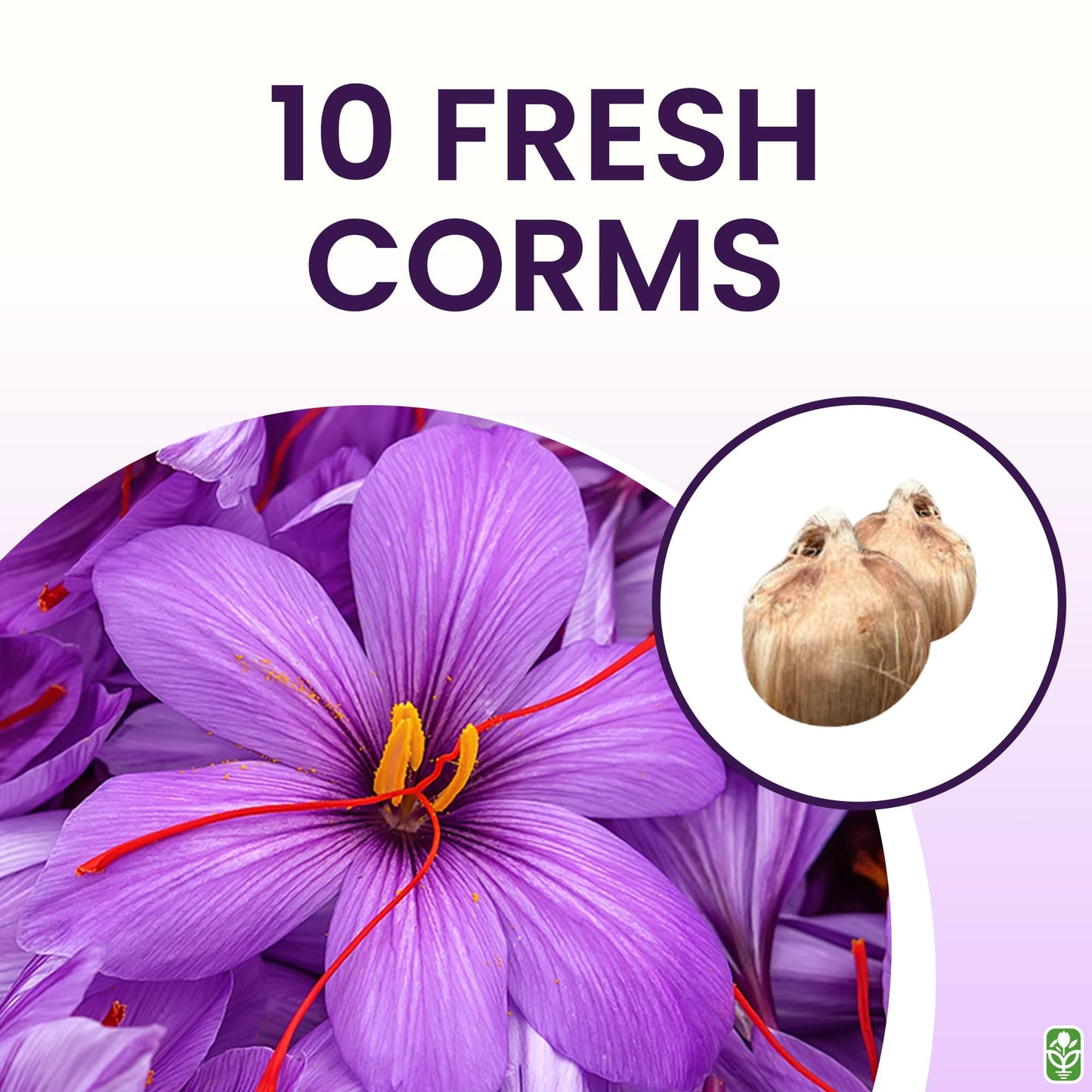 Saffron Crocus Corms for Planting – 10 Large Corms – Purple Blooms – Perennial Bulbs for Outdoor Planting that Produce the Saffron Spice.