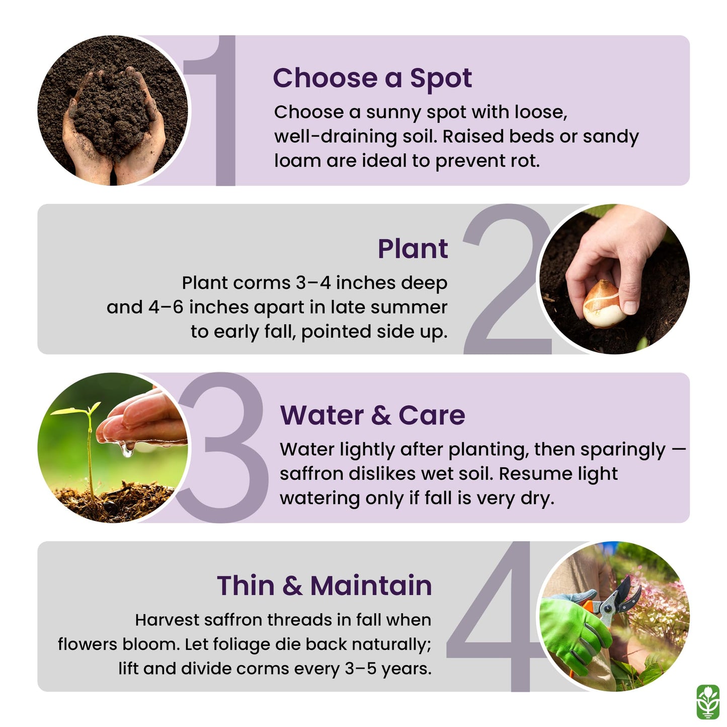 Saffron Crocus Corms for Planting – 10 Large Corms – Purple Blooms – Perennial Bulbs for Outdoor Planting that Produce the Saffron Spice.