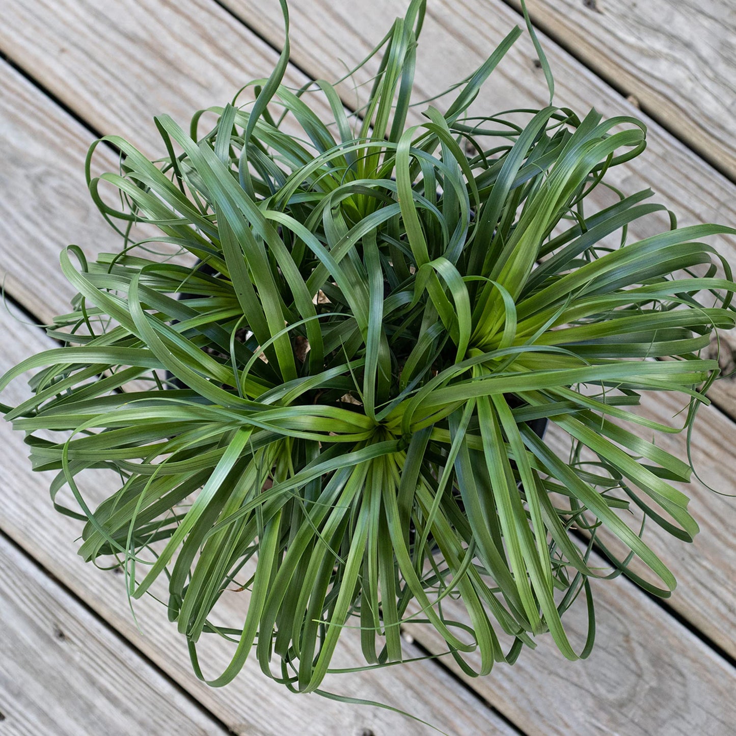 Ponytail Palm Live Plant 18–24 inches Tall in 10 inch Pot, Drought Tolerant Easy Care Indoor Succulent Tree for Modern Home and Office Decor by United Nursery