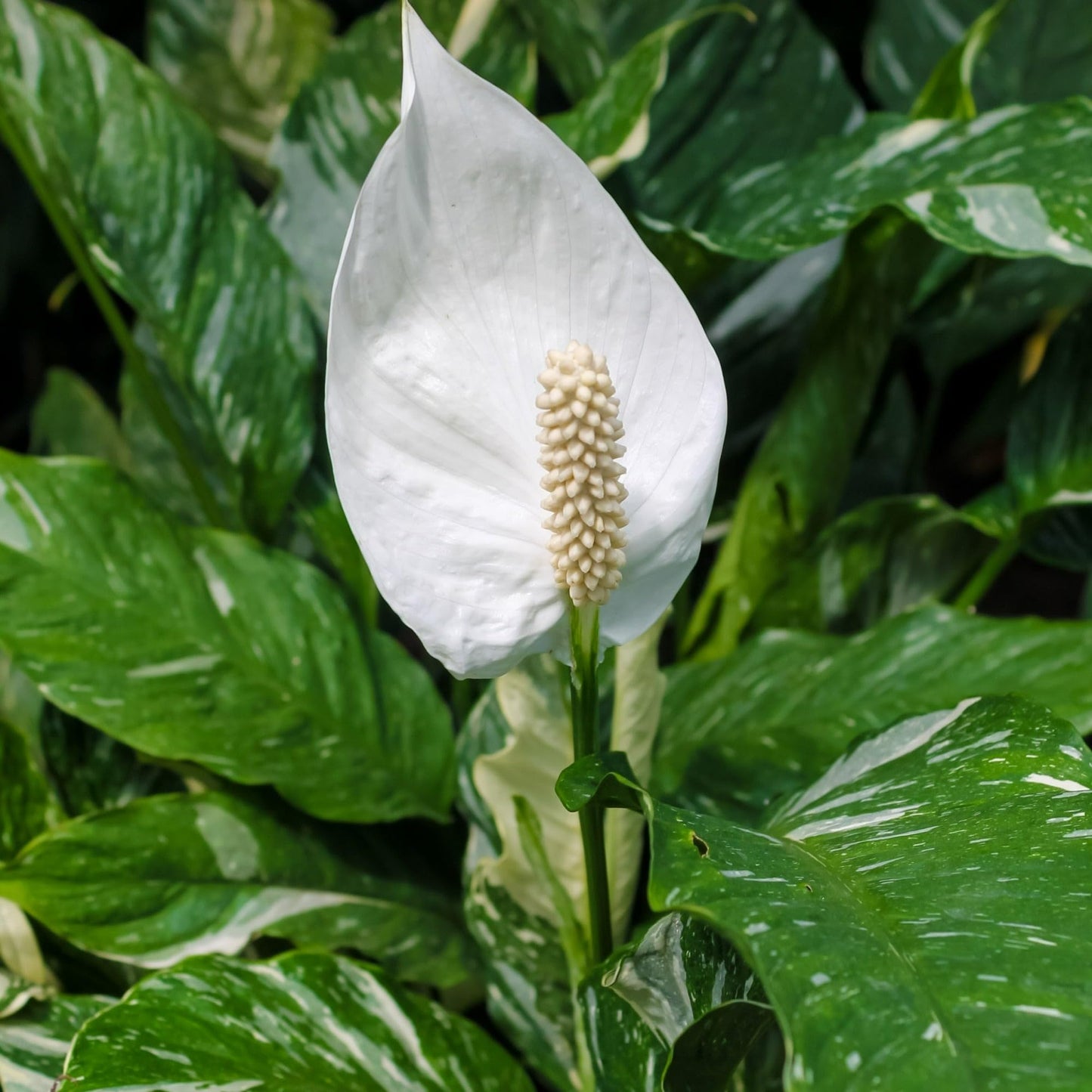 Variegated Spathiphyllum 'Domino' | Live Plant for Indoor & Outdoor | for Living Room, Office, Bathroom | (4" Pot)