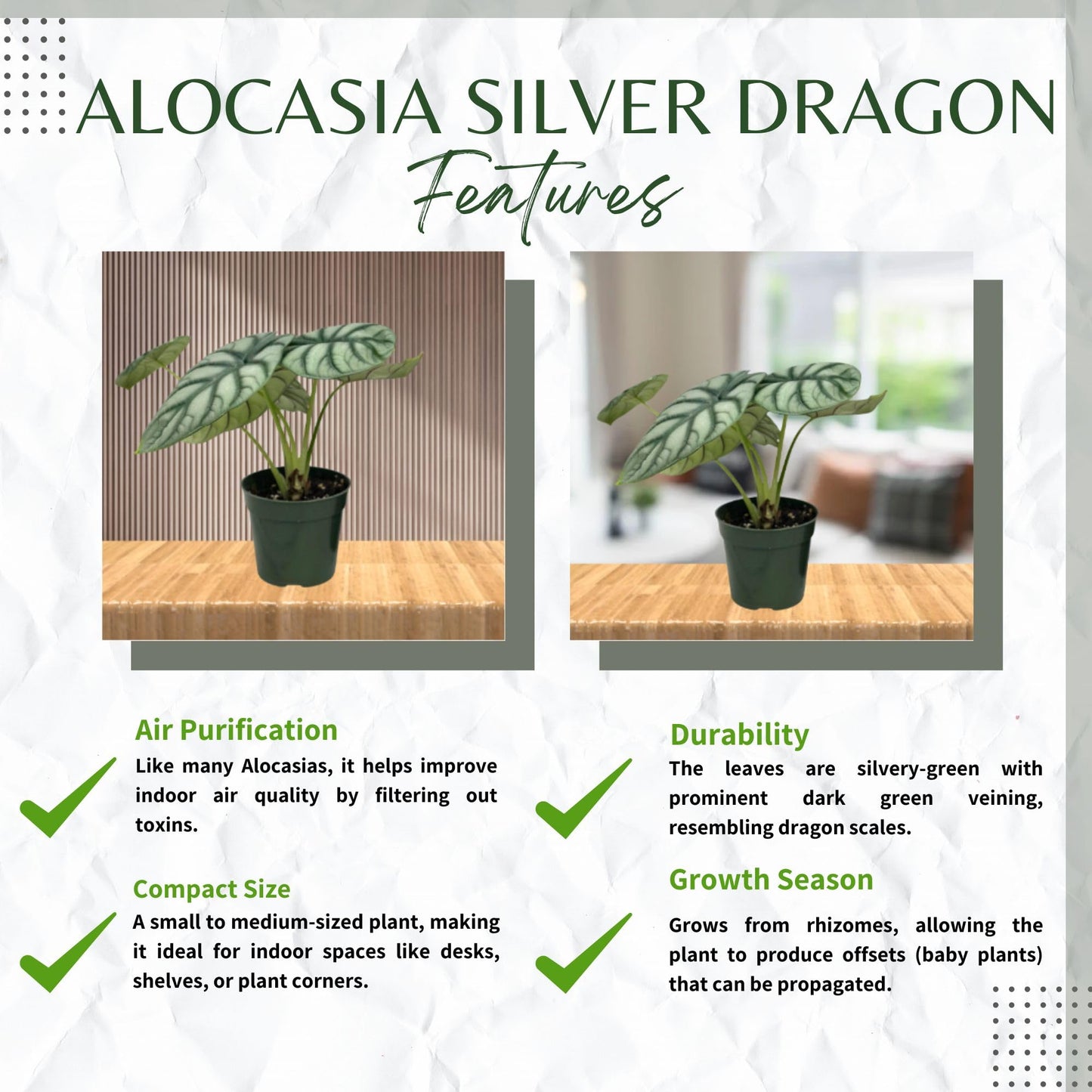 Alocasia Silver Dragon Live Plant - Rare Tropical Houseplant with Stunning Silver Foliage, Easy Care Indoor Plant for Home Décor, Office Spaces, and Unique Gifts (Heat Pack Included)