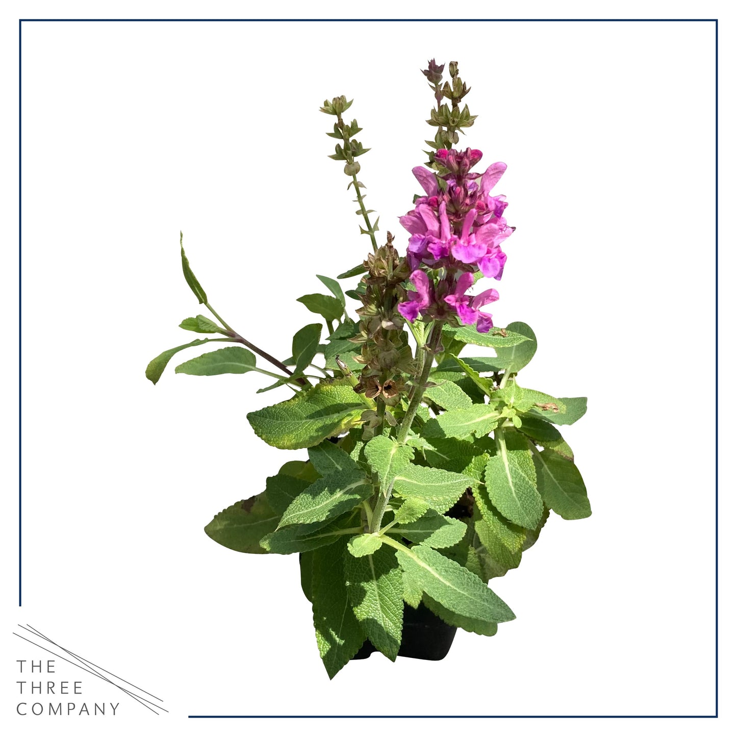 Live Salvia - Pink - Beautiful Upright Perennial - Healthy Spring Plant - 12" Tall by 6" Wide in 2.5 Qt Pot