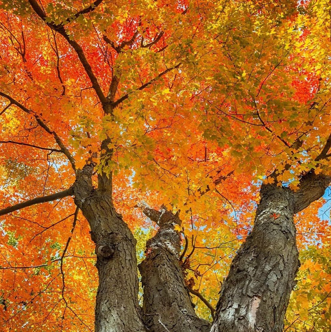 Live Plant - Sugar Maple Tree - 24-36" Tall Seedling, 2-3 Ft Tall Live Plant - Acer Saccharum