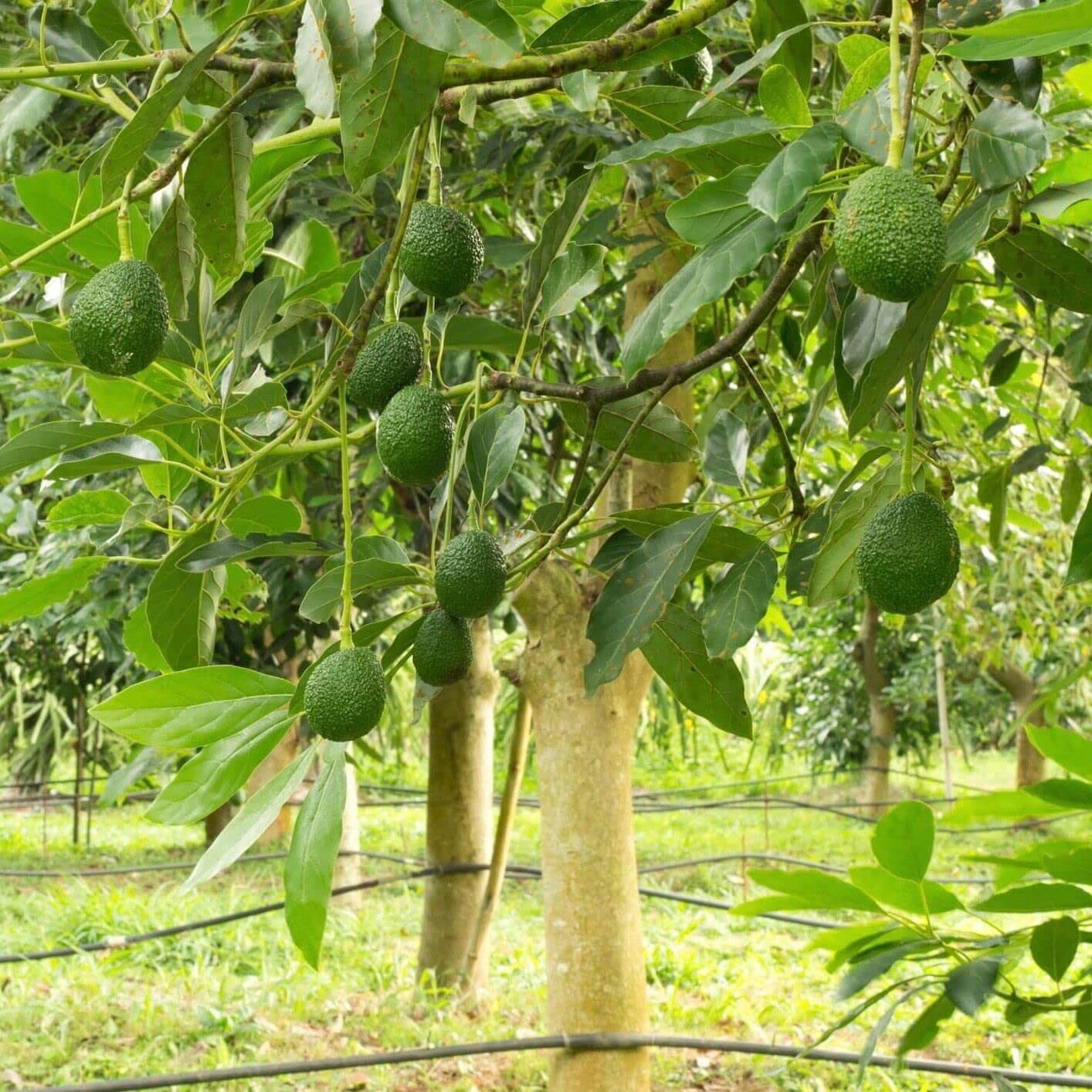 Live Plant - Avocado HASS (Persea Americana) Tropical Live Big Fruit Tree 12”-24”