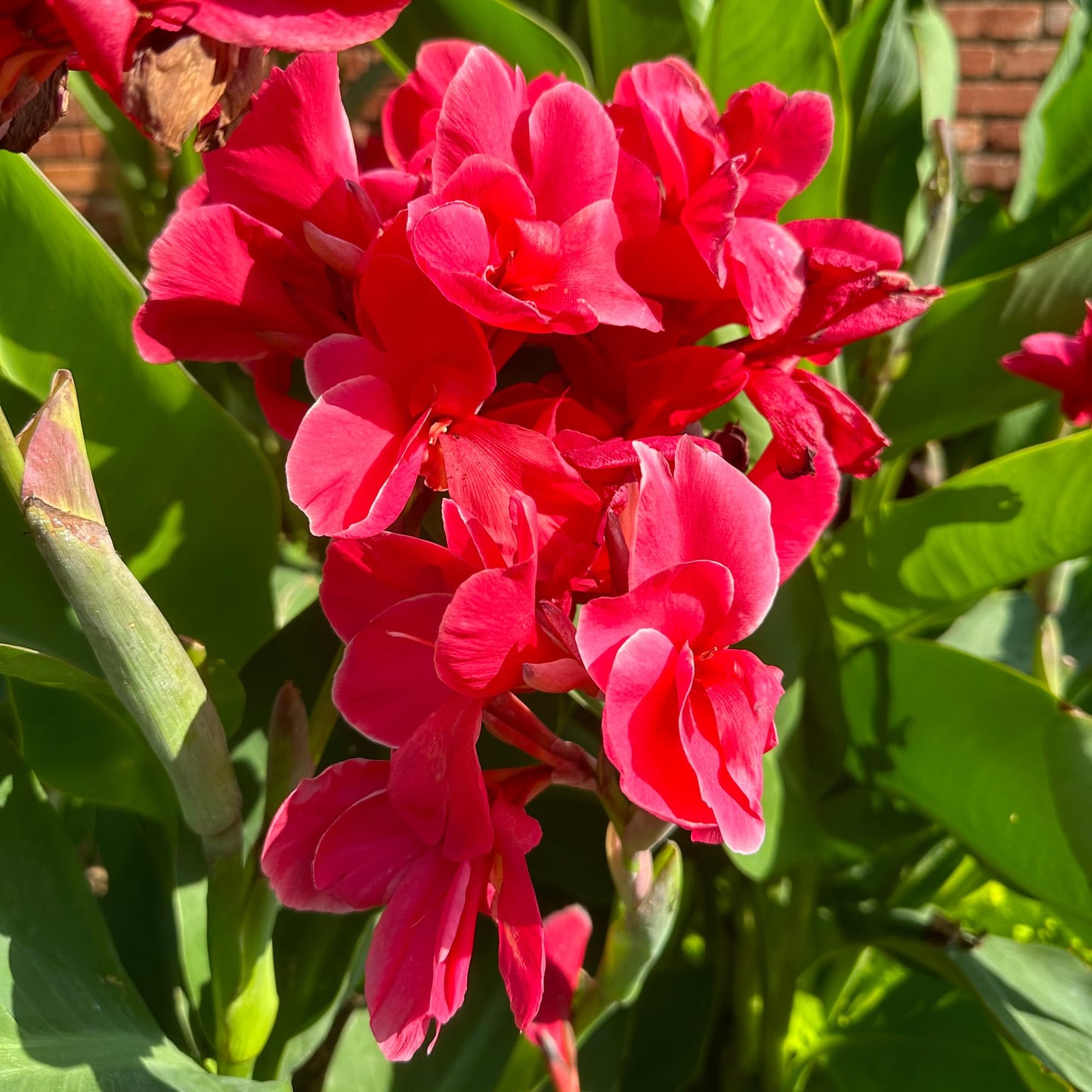 Pink Magic Canna Lily Bulb – Deep Rose Pink Blooms, Full Ruffled Flowers, Tropical Garden Perennial, Zones 3–9, 3–4 Ft Tall, Summer Rhizome, 1 Bulb
