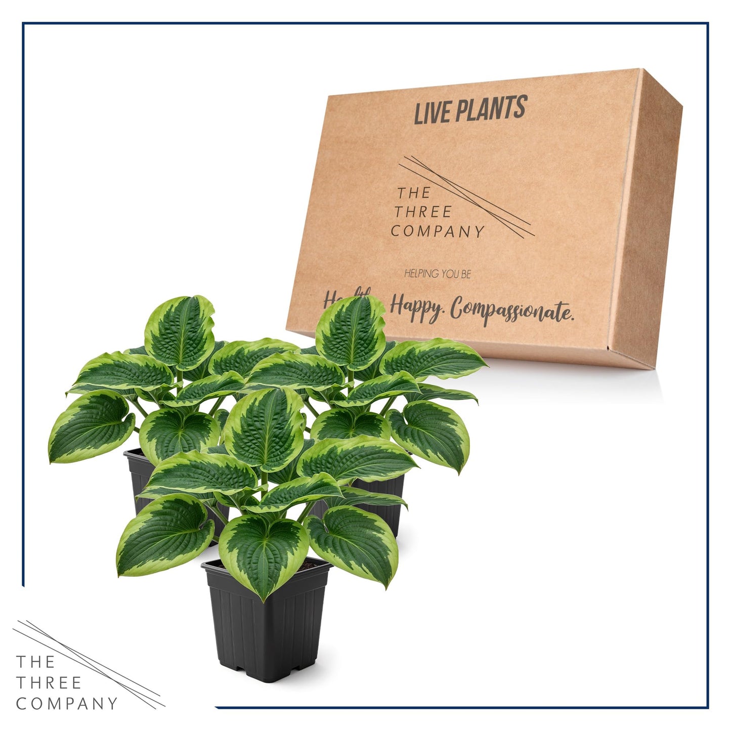 Live Perennial Hosta - Francis Williams (3 Plants Per Pack) Beautiful Accent Plant, 10" Tall by 4" Wide in 1 Qt Pot