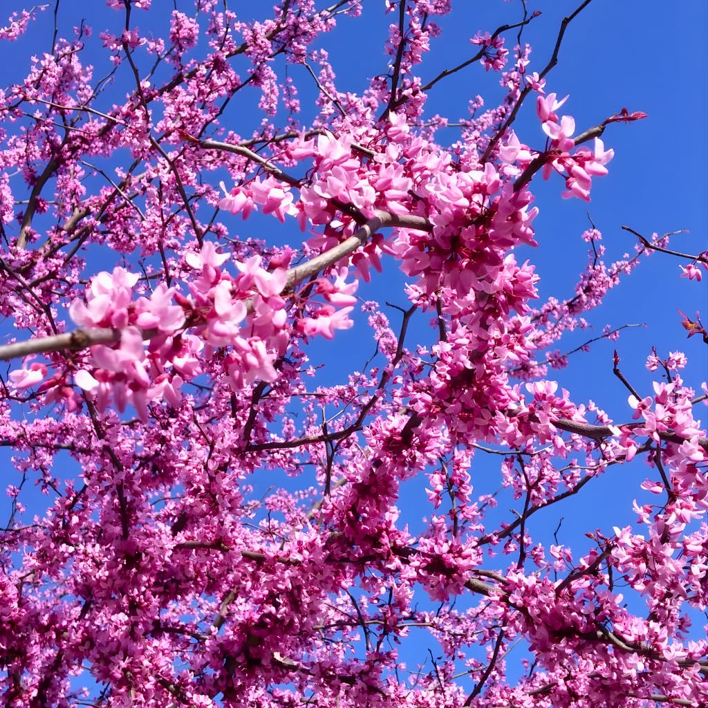 The Rising Sun Redbud Tree for Planting in Quart Pot, 12-18 Inch Tall, Eastern Redbud Tree with Seasonal Color Changes, Ornamental Tree for Home Garden Landscapes