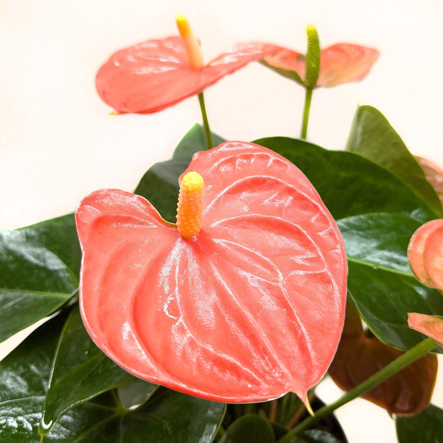 Live Indoor Flowering Houseplants, Anthurium 'Orange' in 6" Grower Pot, Easy Care Houseplants, Live Plants for Home and Office Decor