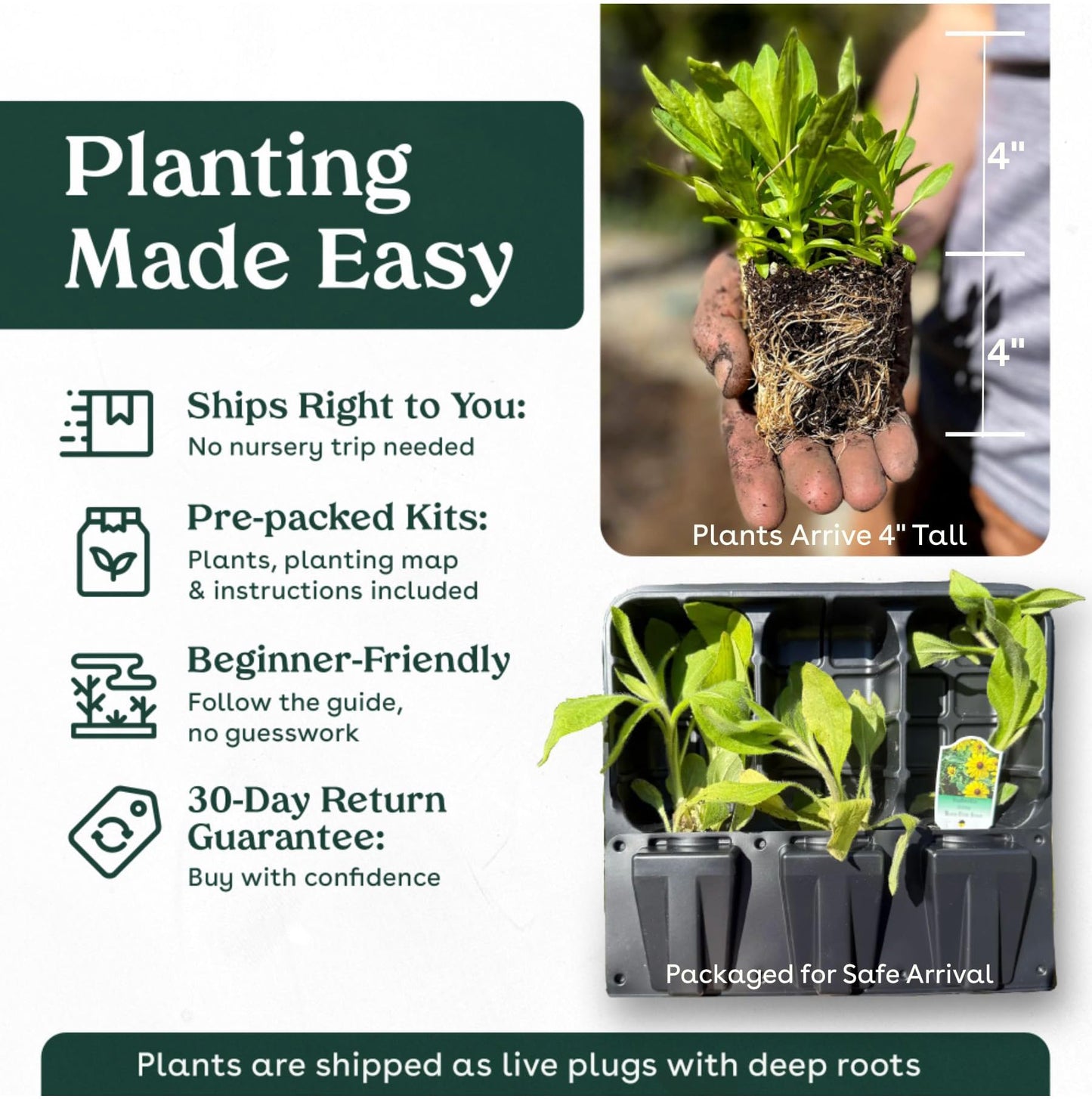 Swamp Milkweed 6 Live Plants (Asclepias incarnata) – Native Perennial Wildflower for Pollinator & Rain Gardens, Attracts Monarch Butterflies, Ideal for Wet Areas, Full Sun Landscaping Plant