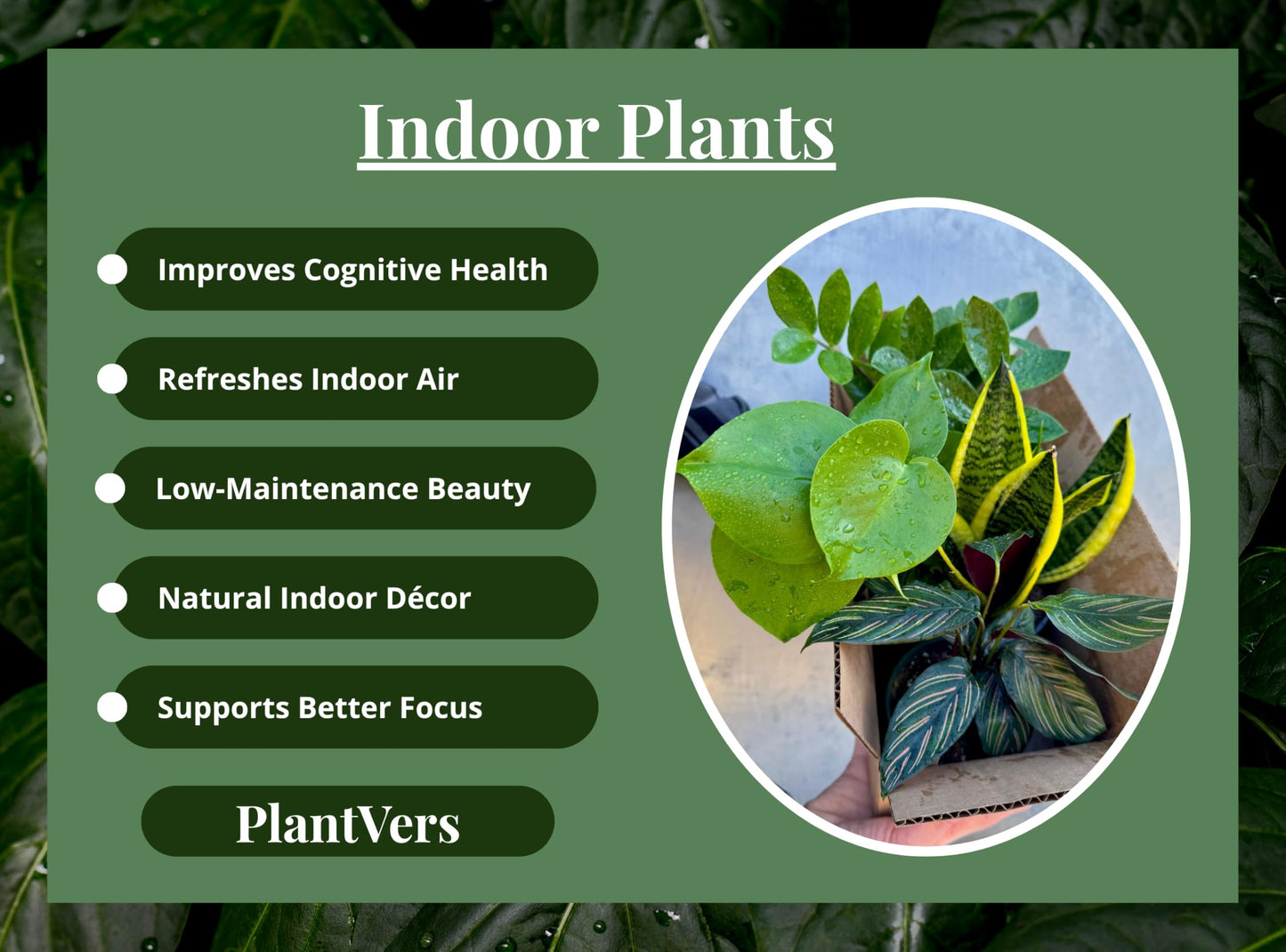PLANTVERS Set of 4 Assorted Indoor Plants in 4" Grow Pots – Live Houseplants – Easy Care Houseplants - Low Light & Air Purifying Decorative Plants