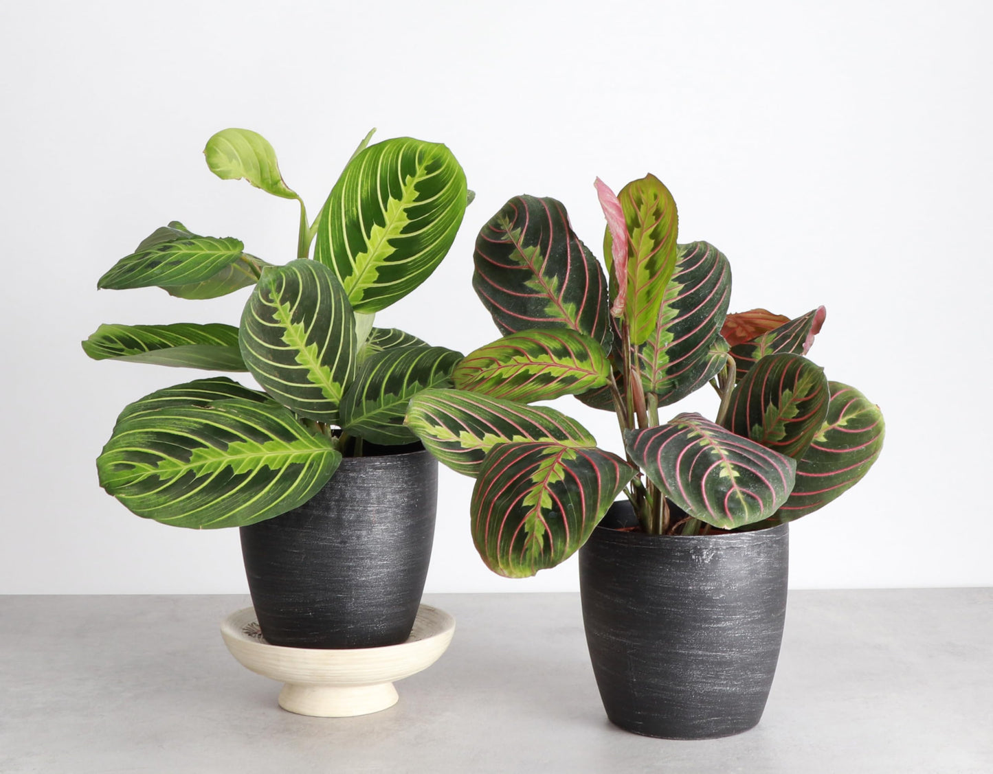 Thorsen's Greenhouse Prayer Plants Set of 2, Maranta leuconeura, Pet Safe, Low Light, Live Indoor Plants, 4" Diameter Plants, Classic Pots (Brushed Silver)