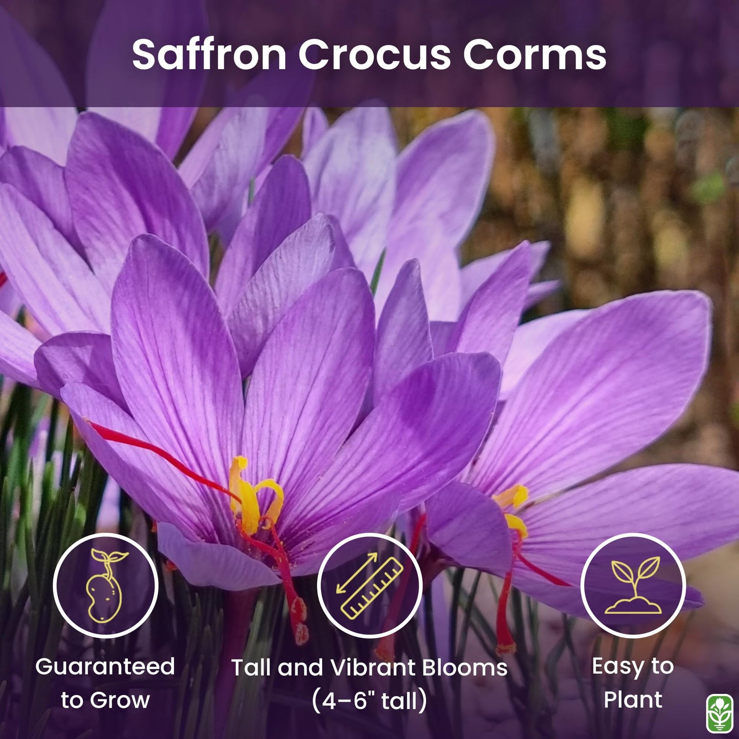 Saffron Crocus Corms for Planting – 10 Large Corms – Purple Blooms – Perennial Bulbs for Outdoor Planting that Produce the Saffron Spice.