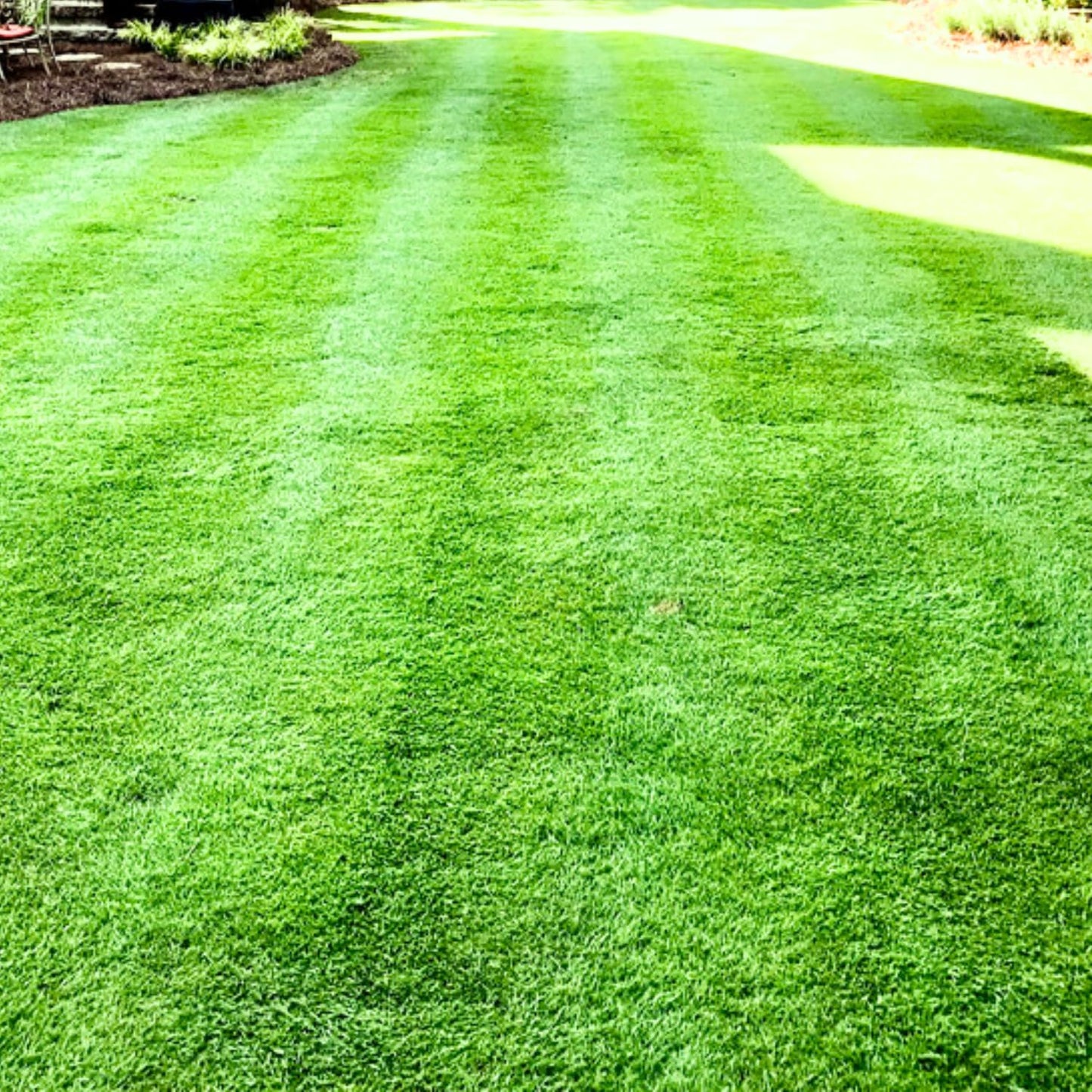 10000 Zoysia Grass Seeds Zoysia Japonic Seeds Lawngrass Seeds, Grow Outdoor in Backyard or Home Garden