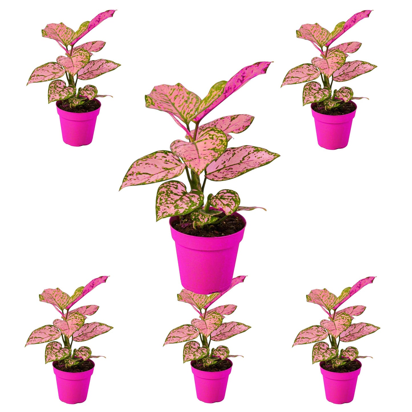 6 Pack Chinese Evergreen 'Lady Valentine' in 2in Pot - Live Plants Tropical Houseplants | Variegated | USA Growers | The Snobby Leaf