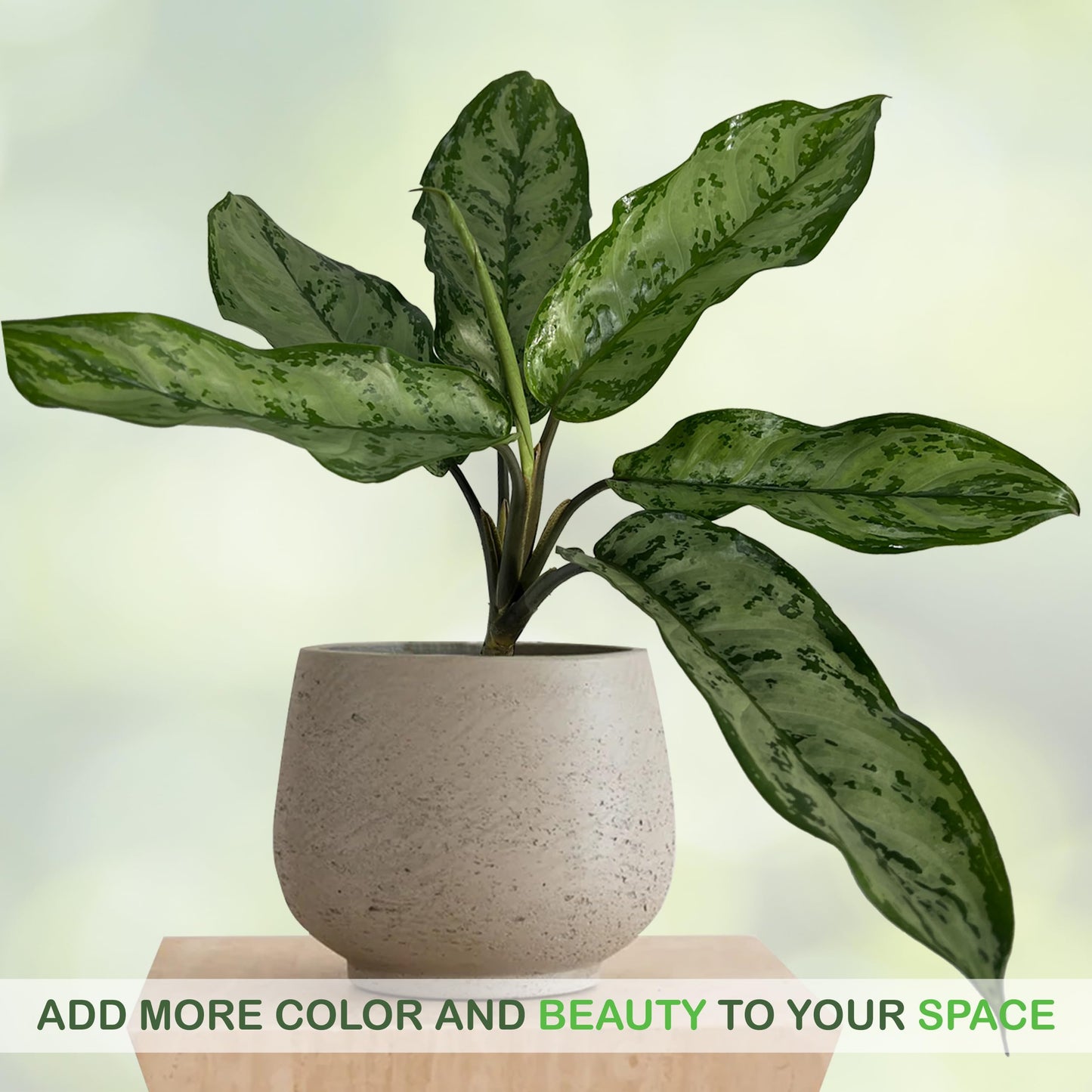 LEAL PLANTS ECUADOR Aglaonema Silver| Stunning Chinese Evergreen Houseplants |Low-Light Indoor Décor | Easy Care Air-Purifying Plants |Perfect for Home & Office Spaces