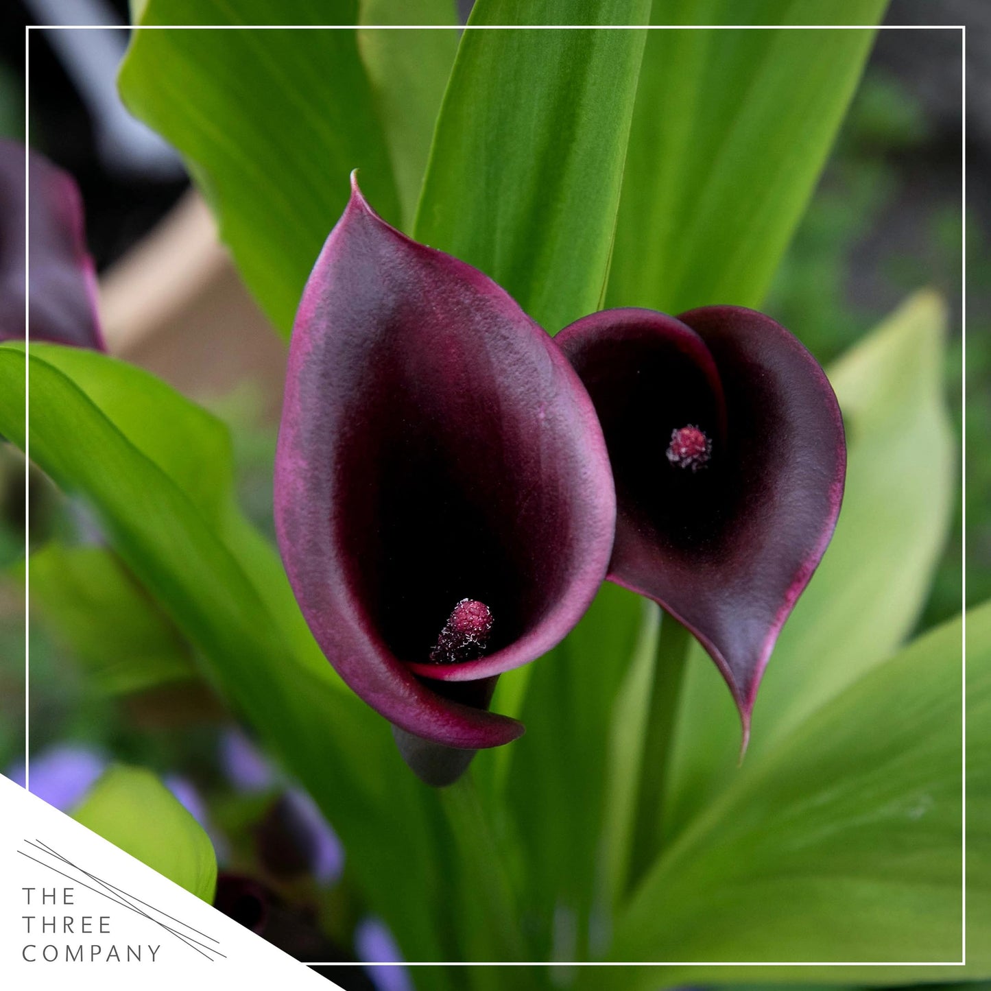 Live Flowering Calla Lily (2 Plants Per Pack) - Purple, 3+ Blooms - Beautiful Spring Perennial - 12" Tall by 5" Wide in 1 Qt Pot