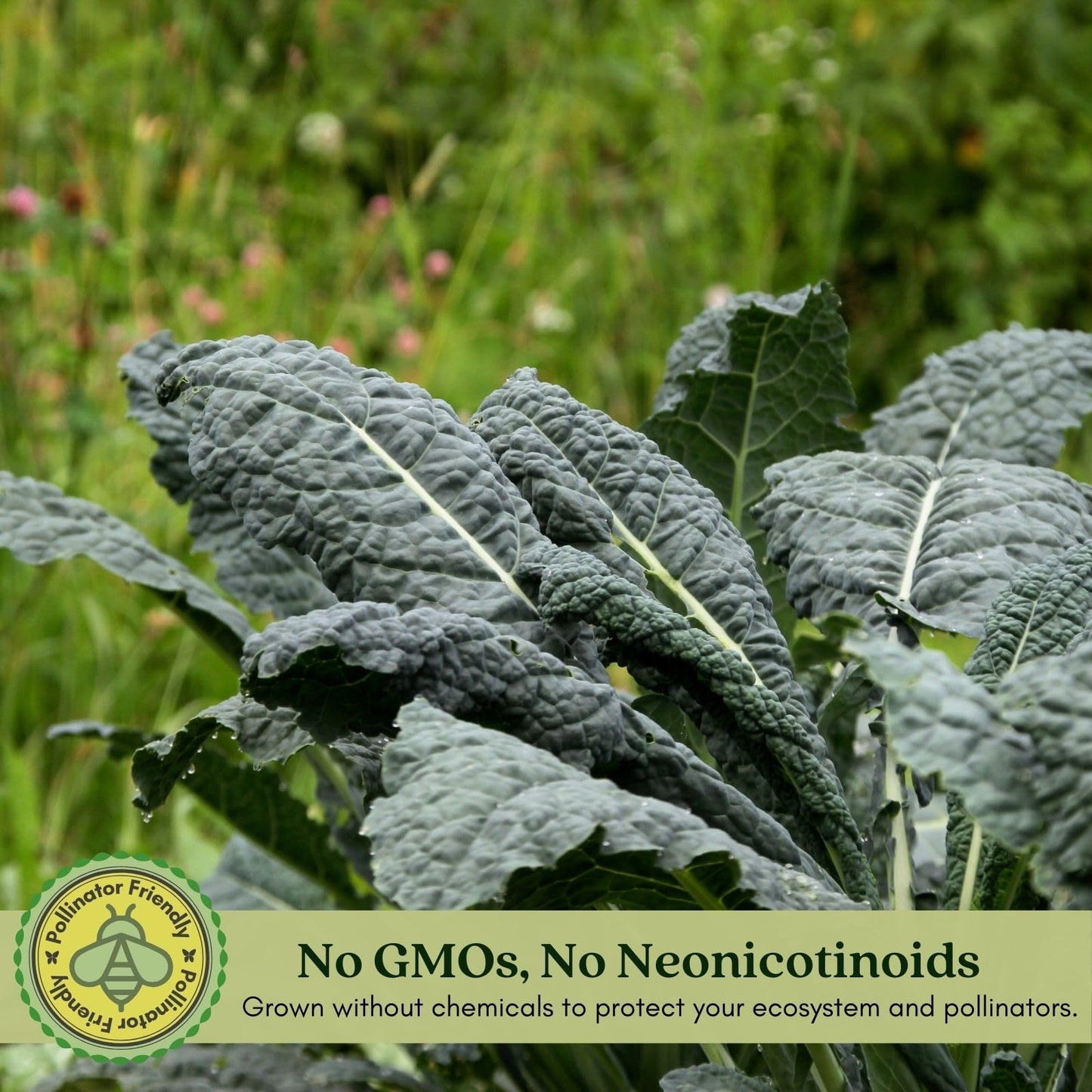 Clovers Garden Dinosaur Kale Plants - Two (2) Live Plants – Non-GMO - Not Seeds - Each 4" to 8" Tall – in 4" Inch Pots - Heirloom, Frost Tolerant