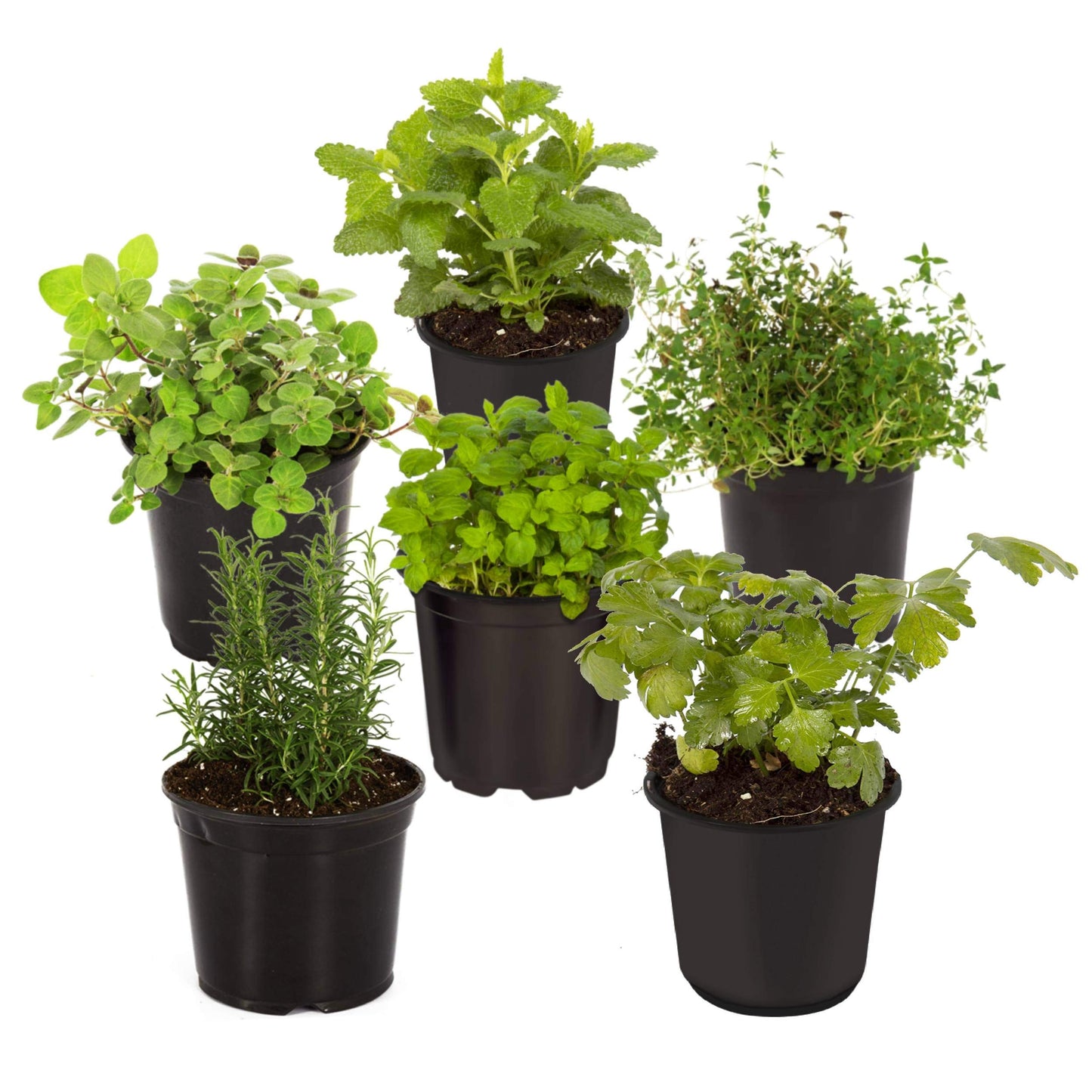 Live Aromatic and Edible Herb Assortment (Rosemary, Eucalyptus, Mint, Lemon Balm, Other Assorted Herbs), 6 Plants Per Pack