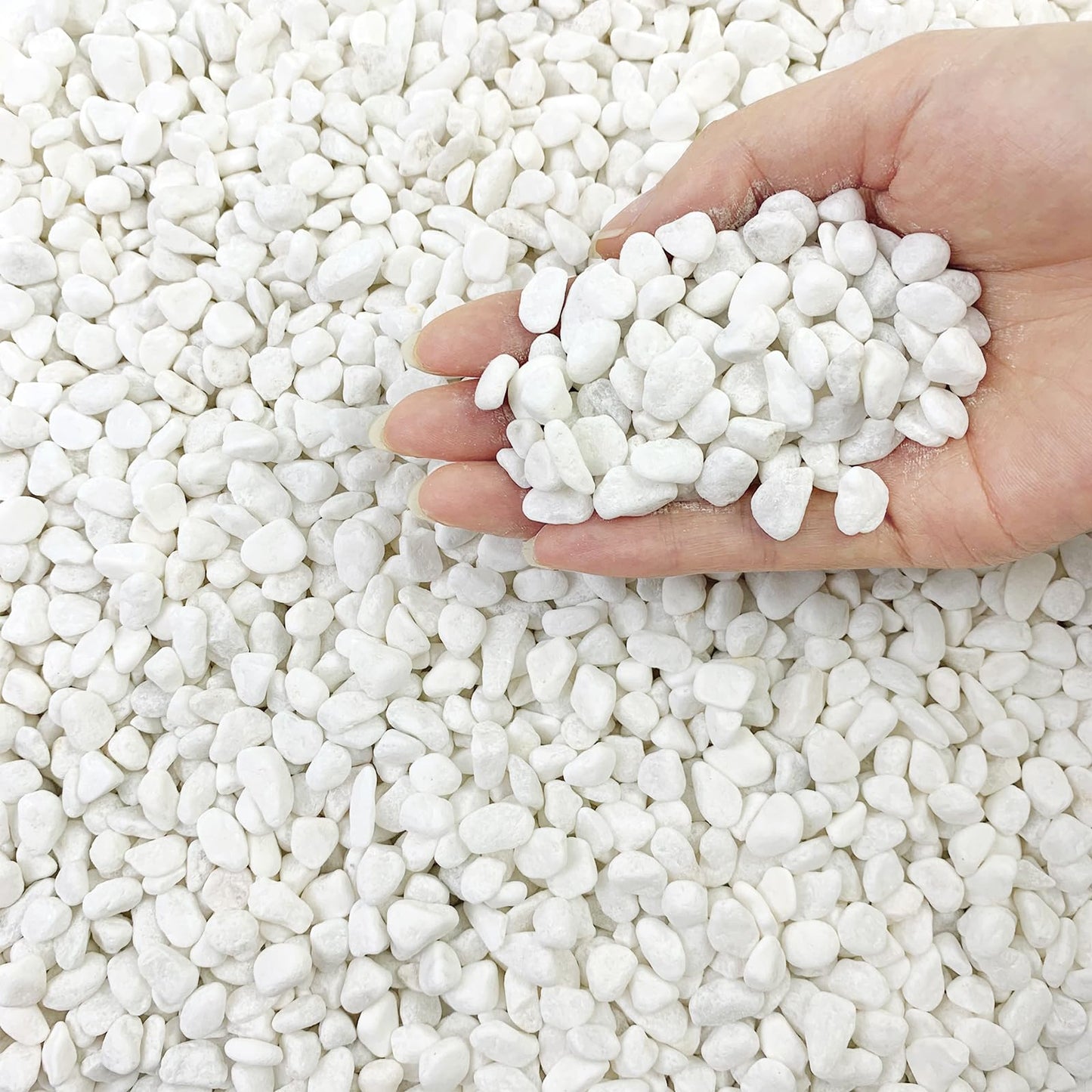 FANTIAN 5lbs Natural White Pea Gravel Pebbles for Succulent Cactus, 3/8 Inch White Rocks for Plants Indoor, Vase Fillers, Bowl, Landscaping and Outdoor Garden Decorative White Stones