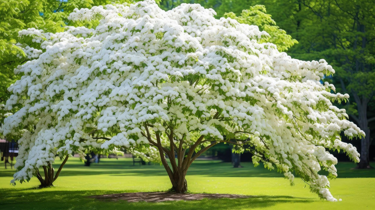 2 Kousa White Flowering Dogwood Tree Plants for Growing - Well Rooted Seedlings, Ships Bare Root in Peat