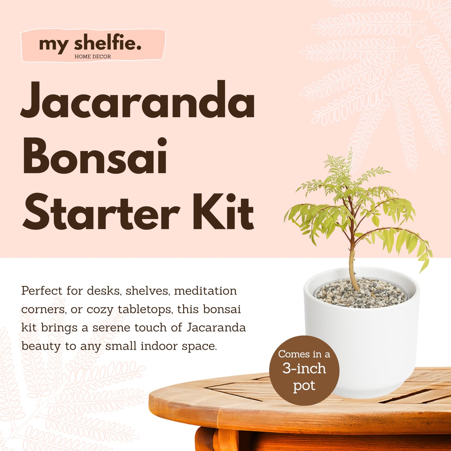 MyShelfie Jacaranda Tree Bonsai Starter Kit for Beginners - Gifts for Men Who Have Everything, Unique Gifts for Women, Small Bonsai Tree with Ceramic Pot, Easy to Grow and Maintain
