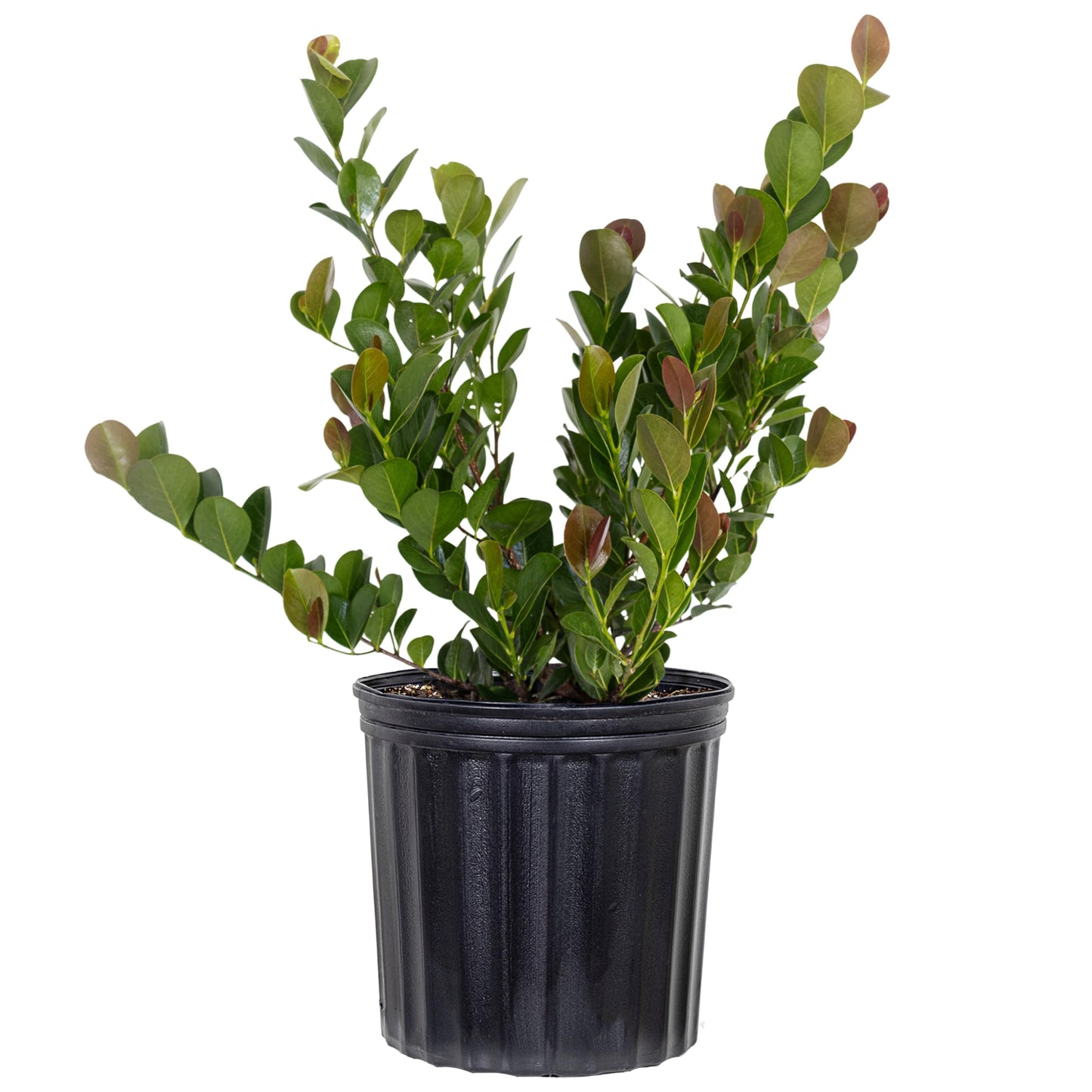 United Nursery Red Tip Cocoplum 18-24 inches Tall Live Outdoor Shrub 10 inch Pot Vibrant Red New Growth and Glossy Green Foliage Hardy Salt-Tolerant Tropical Hedge or Border Plant