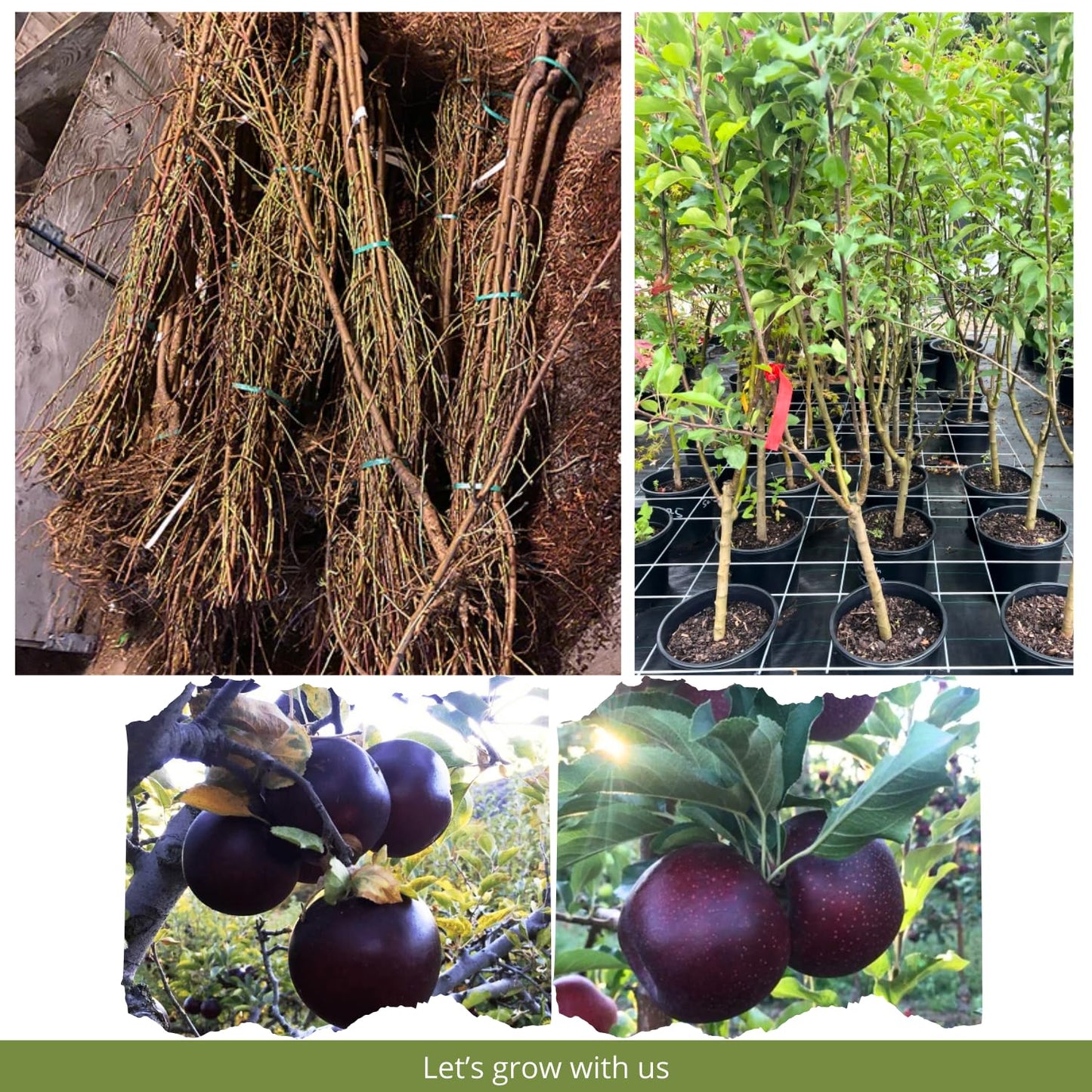 Black Apple Tree Live Plant, Sweet Apple Plant Live for Planting 18-24 Inch Tall, Bareroot, Live Apple Tree Plant, Black Apple Fruit Tree Ready to Grow Your Garden