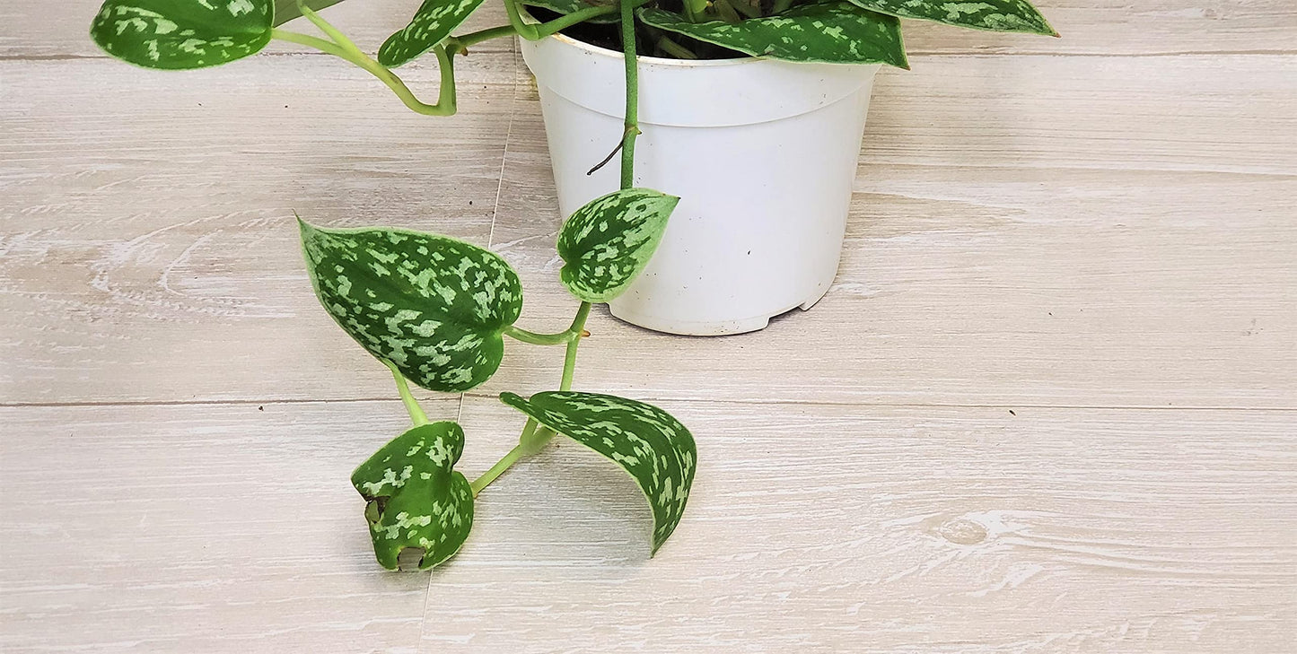 Scindapsus Pictus Argyraeus ‘Silver Satin Pothos’ - Live Indoor Plants in 4" Pot, Elegant Houseplants for Home Decor | Plants Live Houseplants by 3exoticgreen