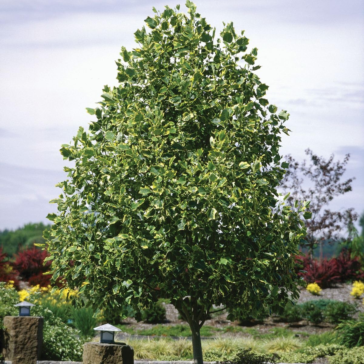 Tuliptree, 1 Gallon Live Nursery Pot, Fast-Growing Flowering Shade Tree | Arbor Day Foundation (Due to Agricultural Laws, Unavailable to CA or AZ)