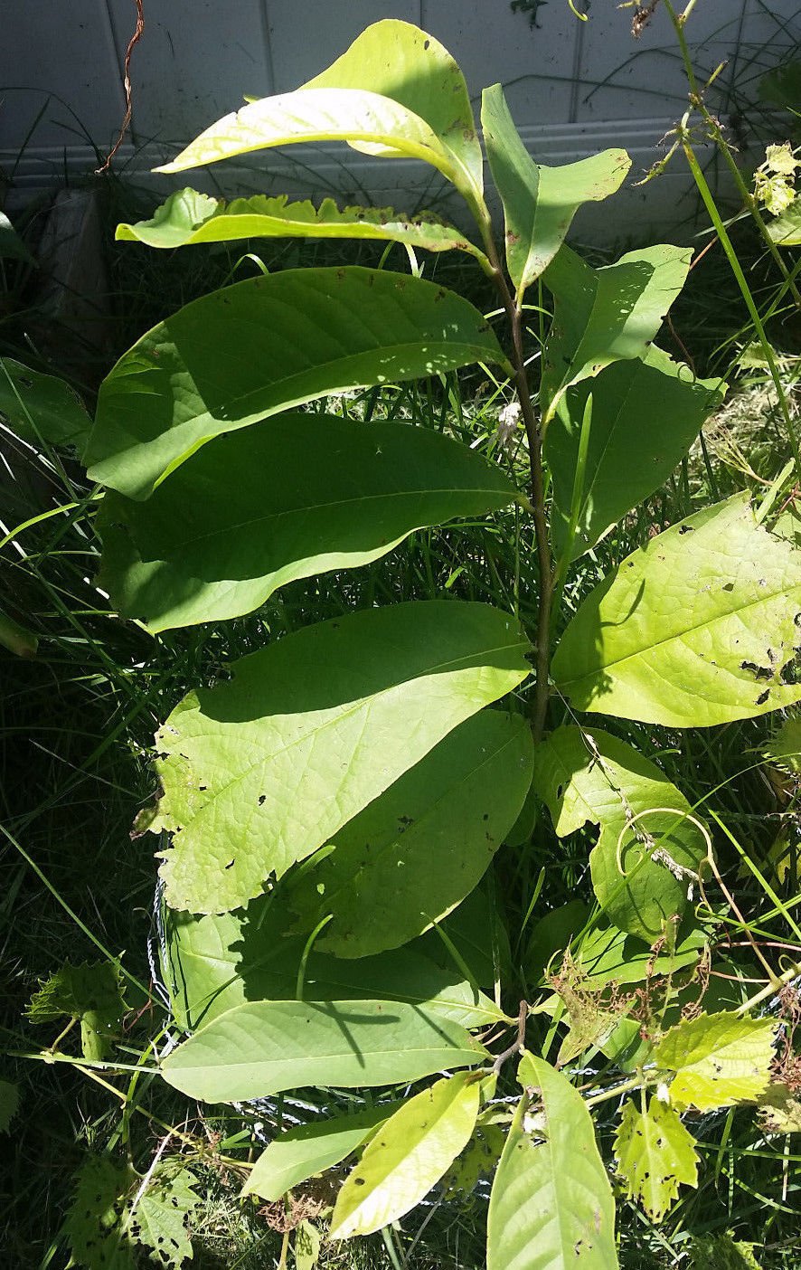 1 Paw Paw Tree Seedling Organic Asimina Triloba (5"-8" tall) LIVE PLANT