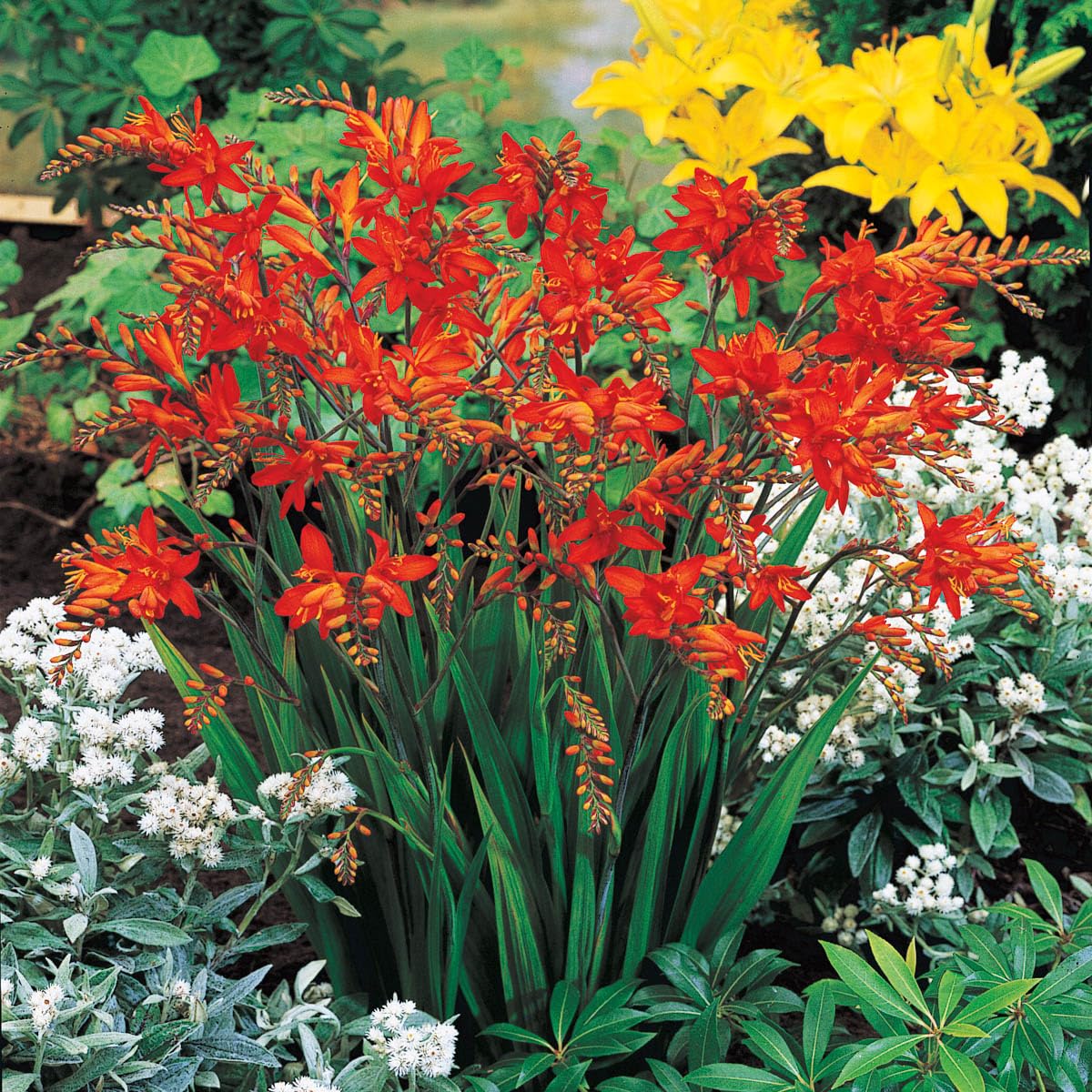 BRECK'S - Summer Flowering Fire King Crososmia Bulbs - Each Offer Includes 12 Dormant Bulbs per Offer