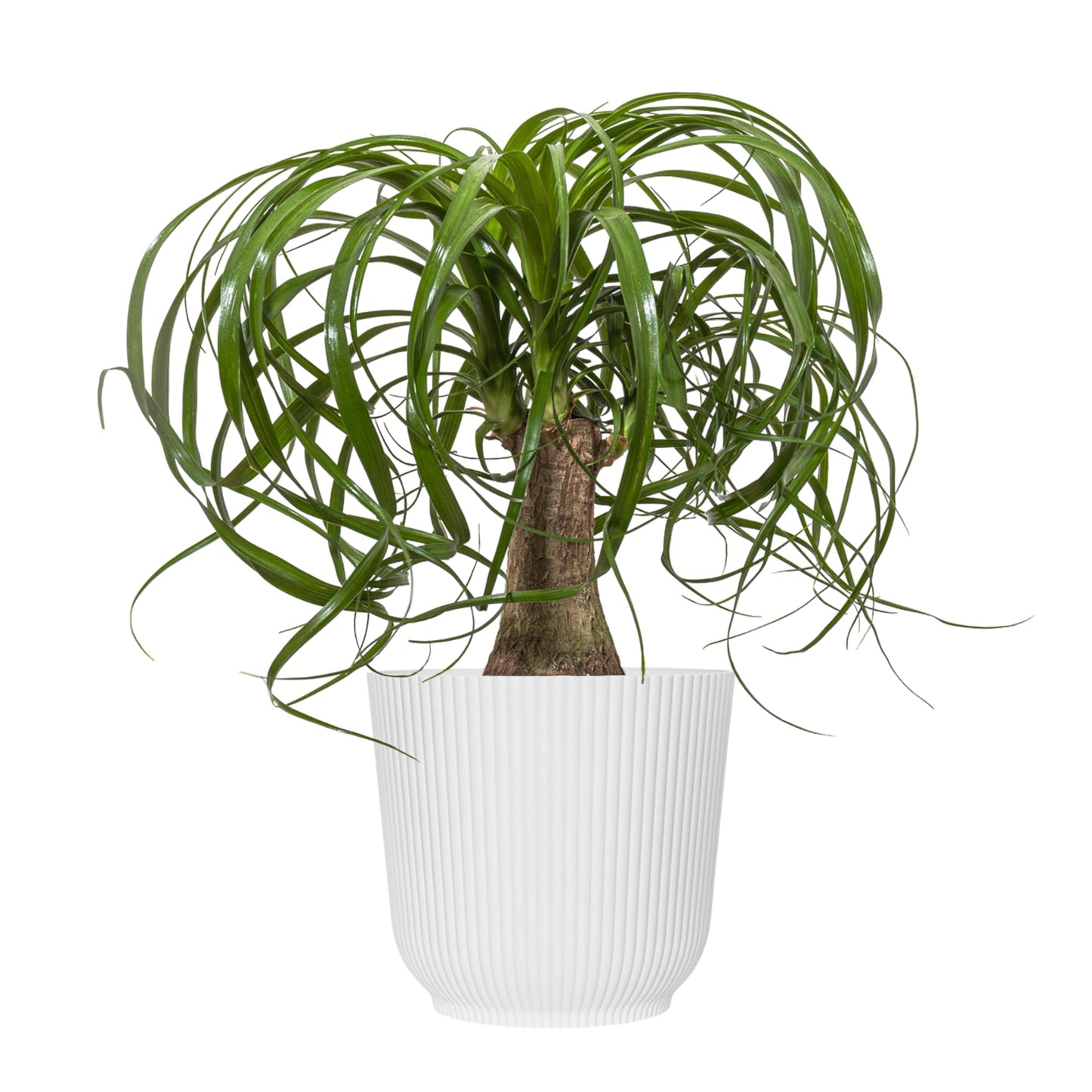 Ponytail Palm Live Plant by United Nursery in 6-in White Decorative Pot, Easy to Maintain Indoor House Plant for Home, Patio, or Office Decor