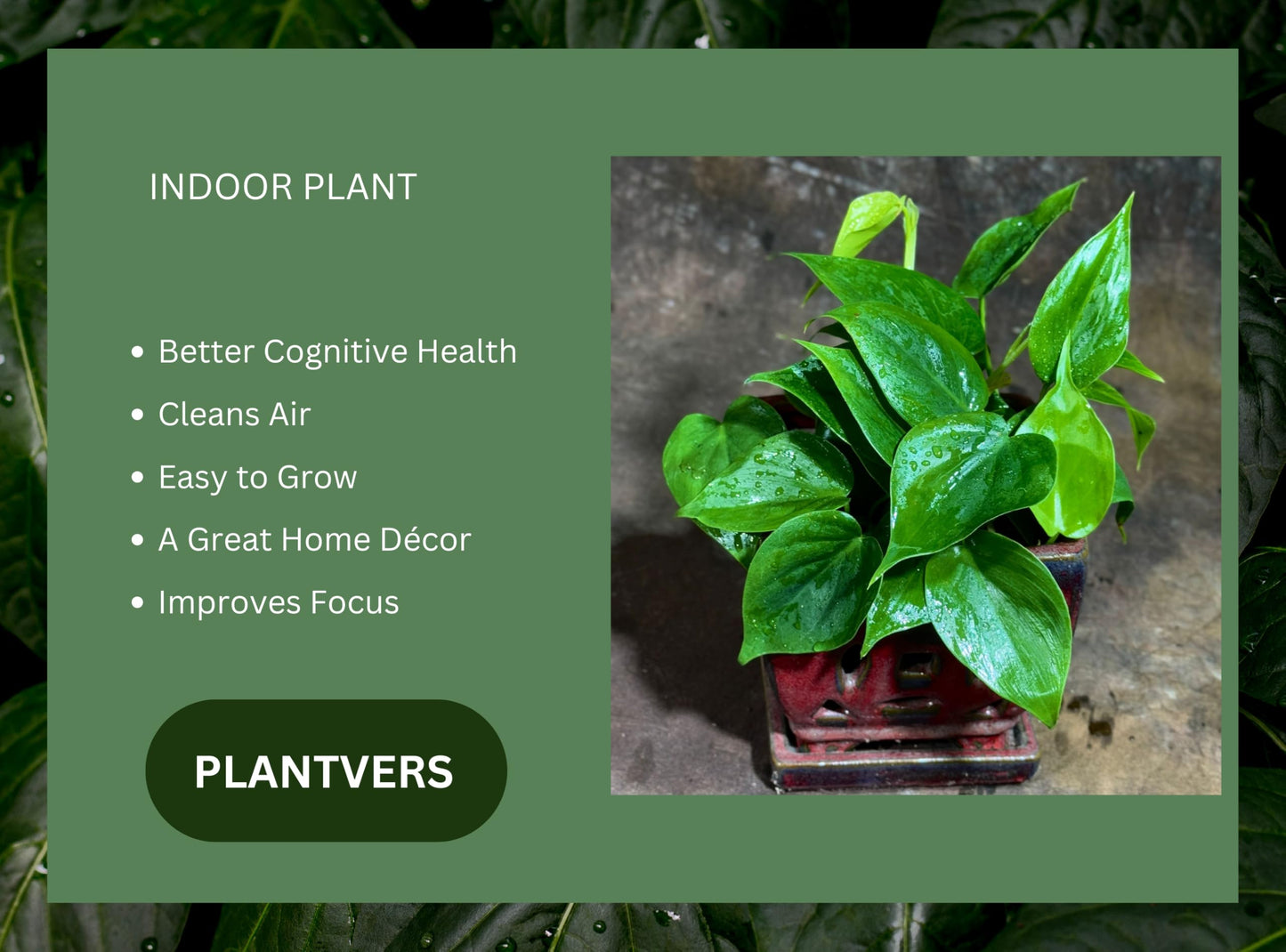 PLANTVERS Jade Philodendron in a 4" Nursery Pot – Philodendron Cordatum – Heartleaf Green Plant – Easy Care Vining Houseplant – Low Light Indoor Plant – Air Purifying Plant