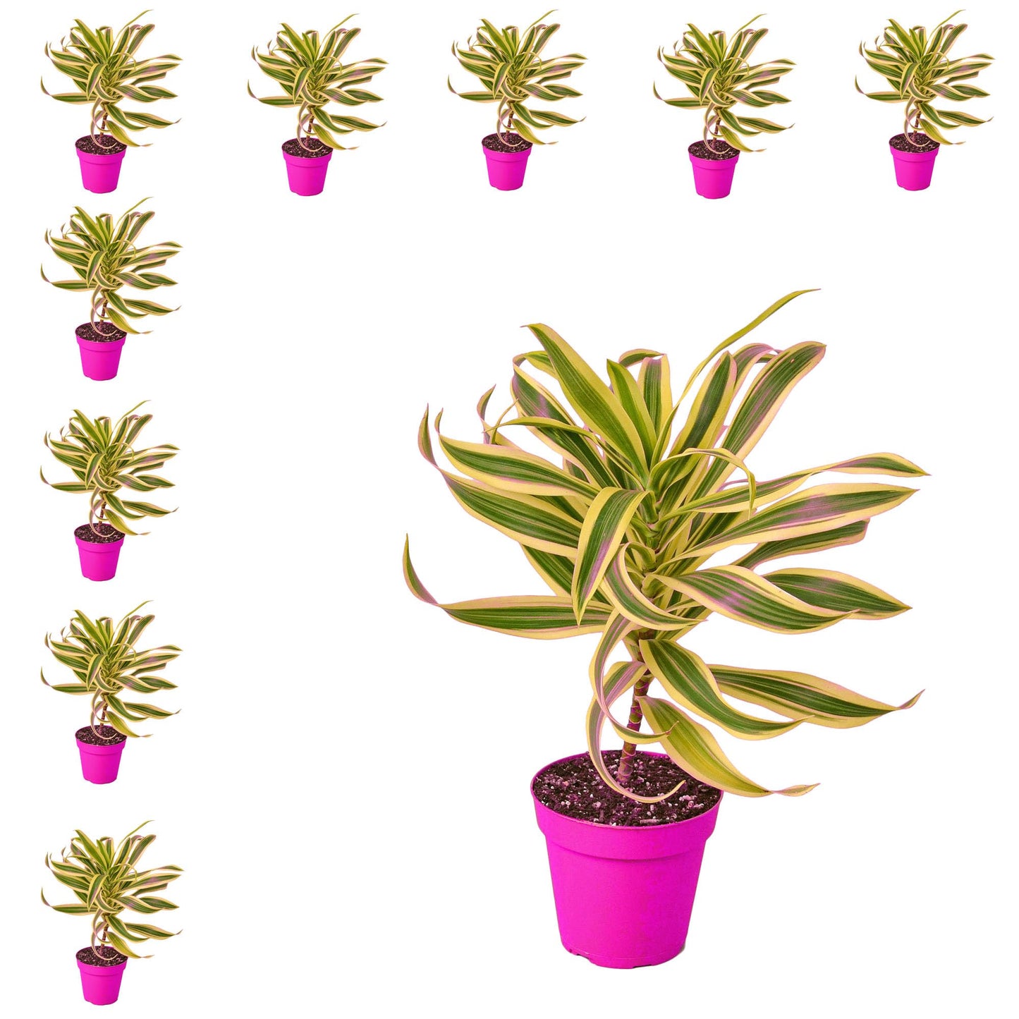 10 Pack Dracaena 'Song of India' in 6in Pot - Live Plants Tropical Houseplants | Variegated | USA Growers | The Snobby Leaf