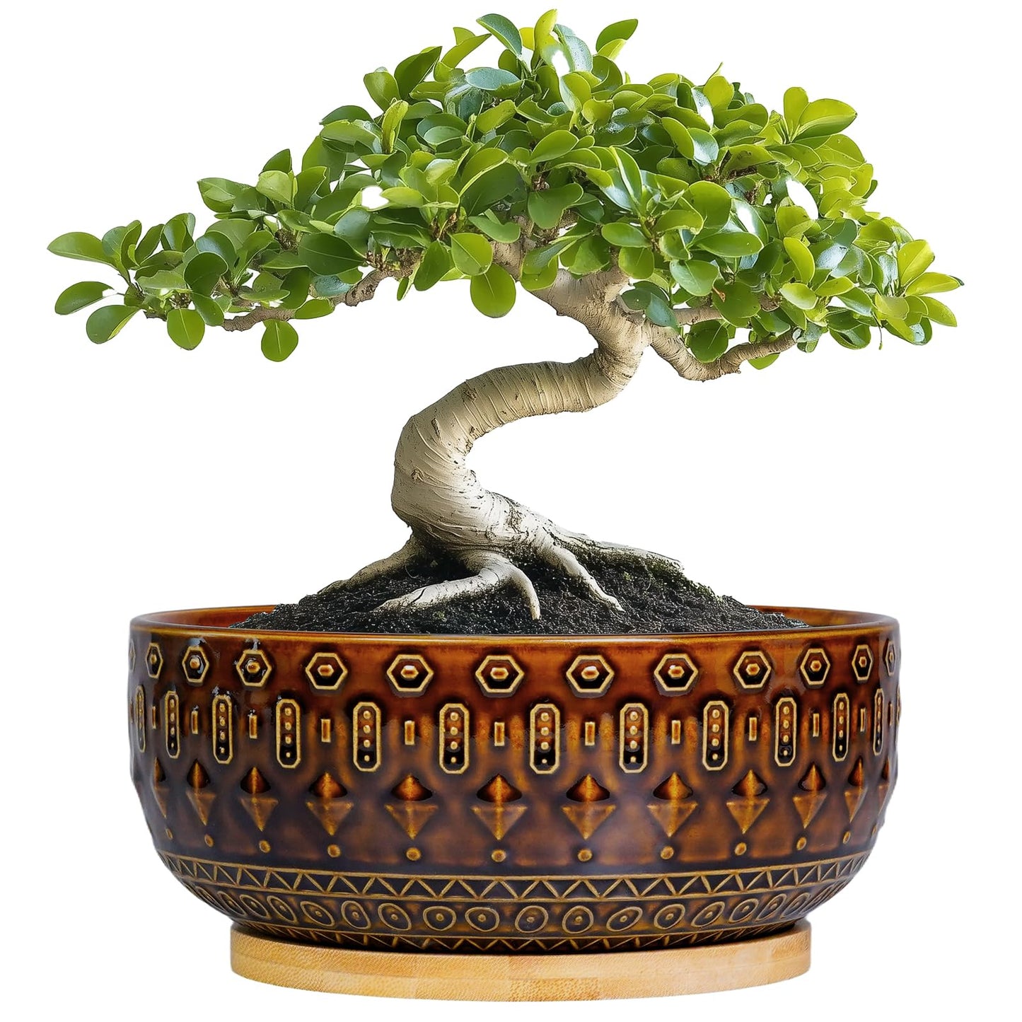 Fivepot Bonsai Pots - 8 Inch Ceramic Planter with Drainage Hole and Saucer, Boho Round Shallow Succulent Bowl for Indoor Plants Flower, Room Decor, Gifts for Plant Lovers, Brown