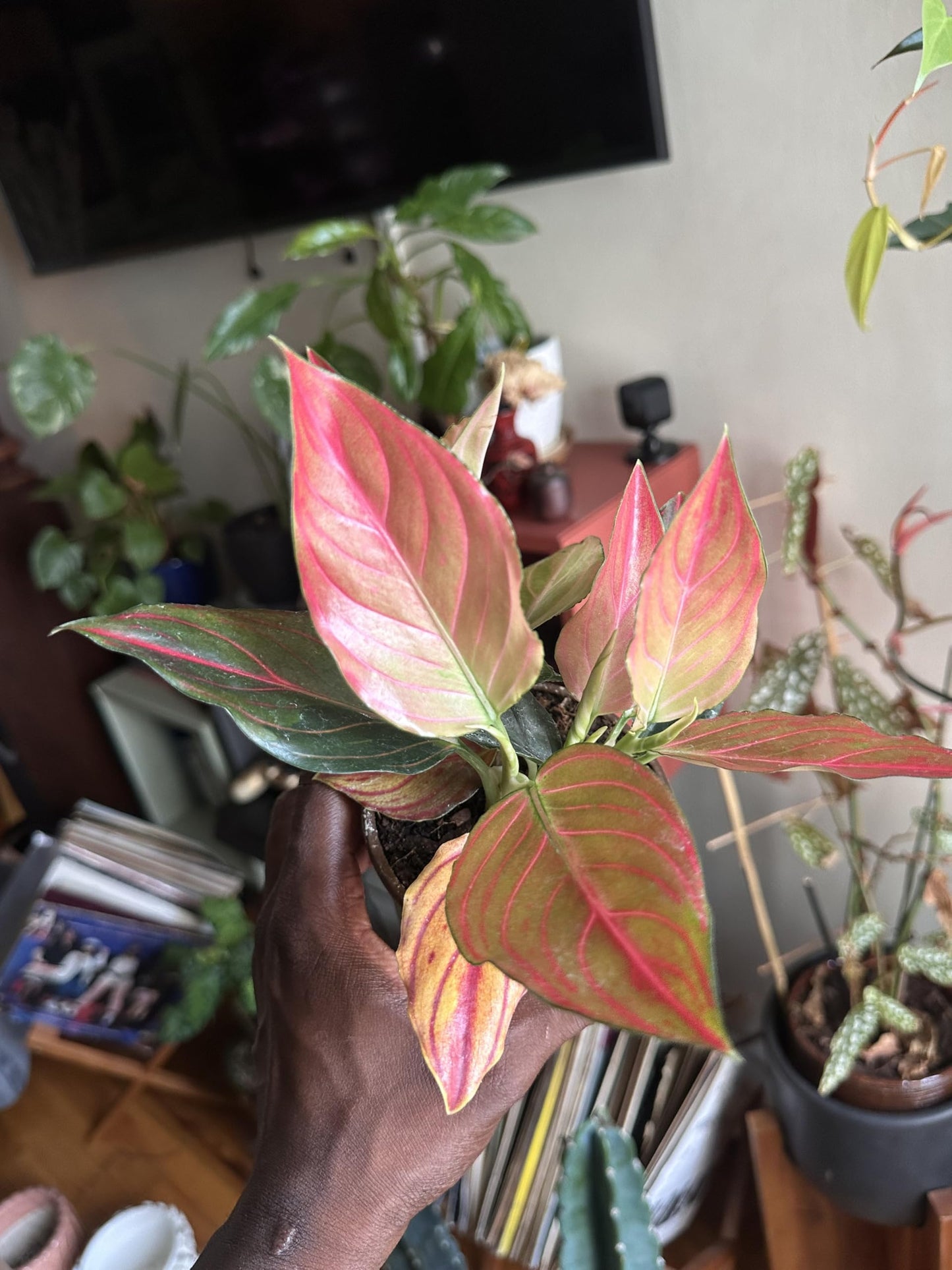Aglaonema Red Vein Rare - Chinese Evergreen, Live Indoor Tropical Plant, 4 Inch, Pink and Green Variegated Leaves, Low Maintenance Air Purifying Houseplant in Nursery Pot